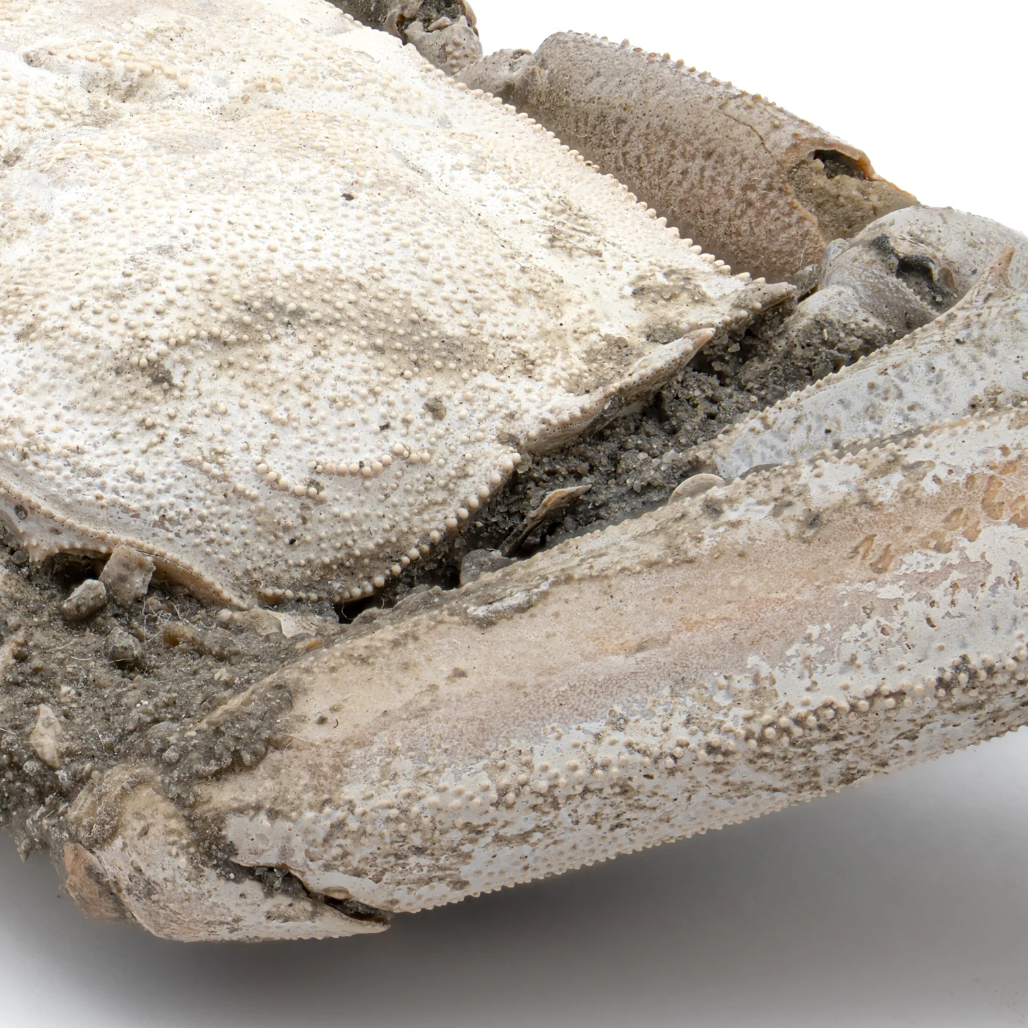 Fossil Crab - 6.004" Macrophthalmus - 2,580,000 Years Old - Image 7