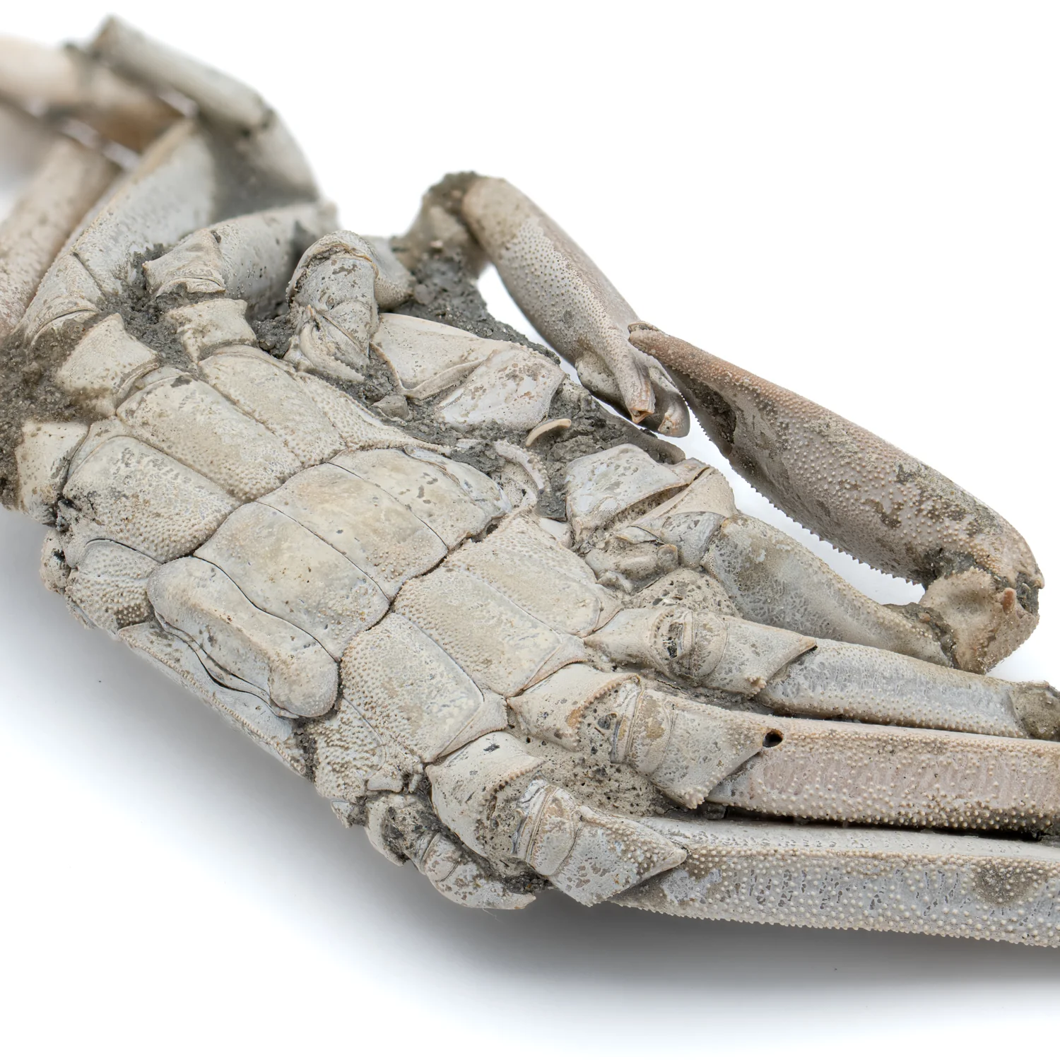 Fossil Crab - 6.004" Macrophthalmus - 2,580,000 Years Old - Image 8