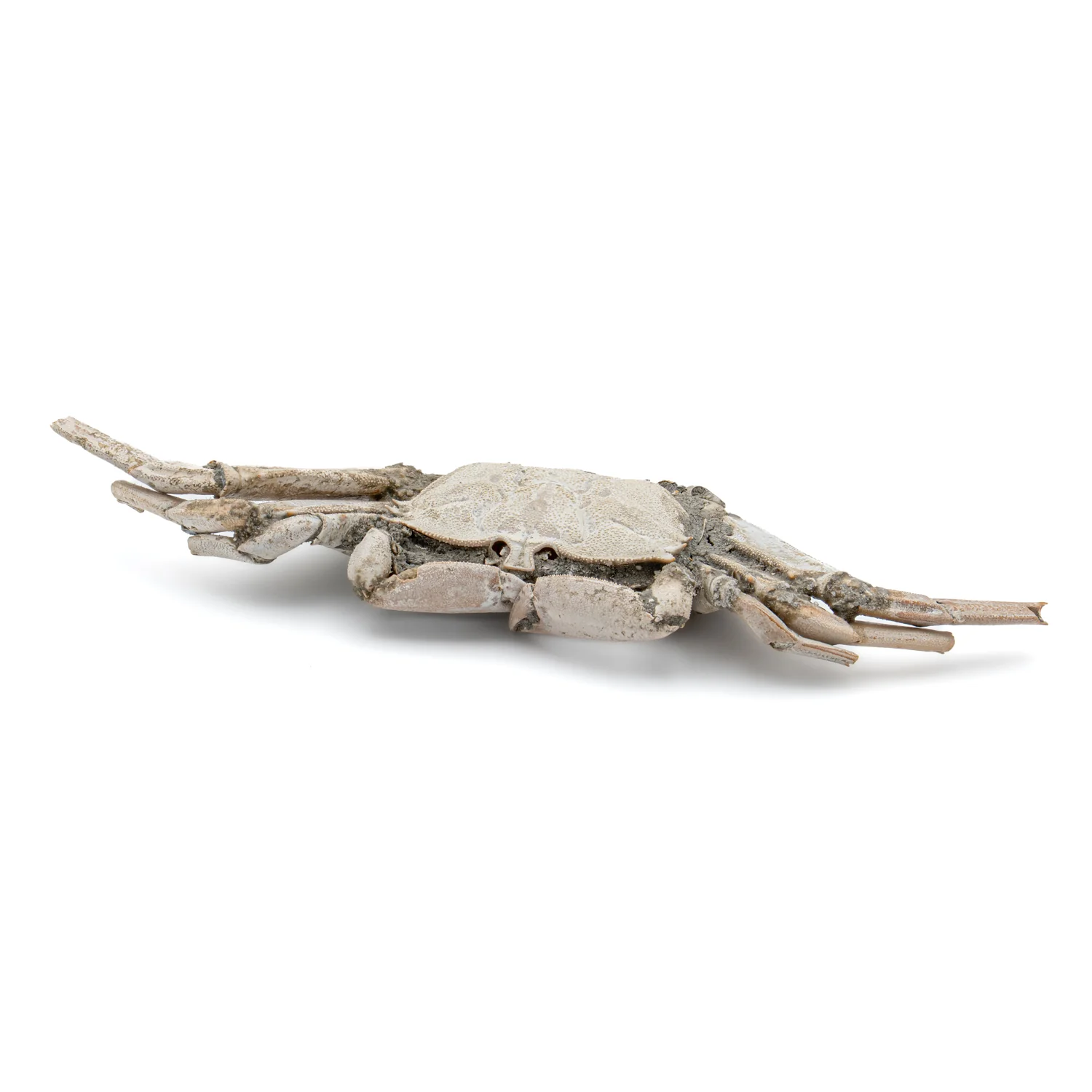 Fossil Crab - 6.004" Macrophthalmus - 2,580,000 Years Old - Image 9