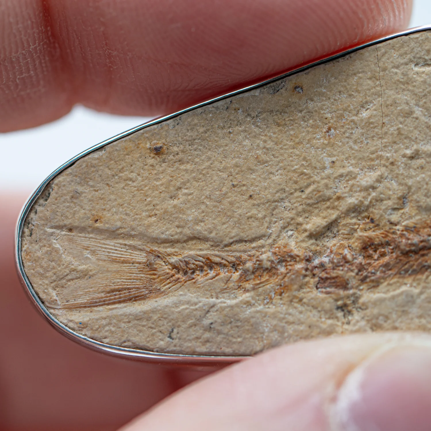 Fossil Fish Pendant - SOLD 1.61" - Image 4