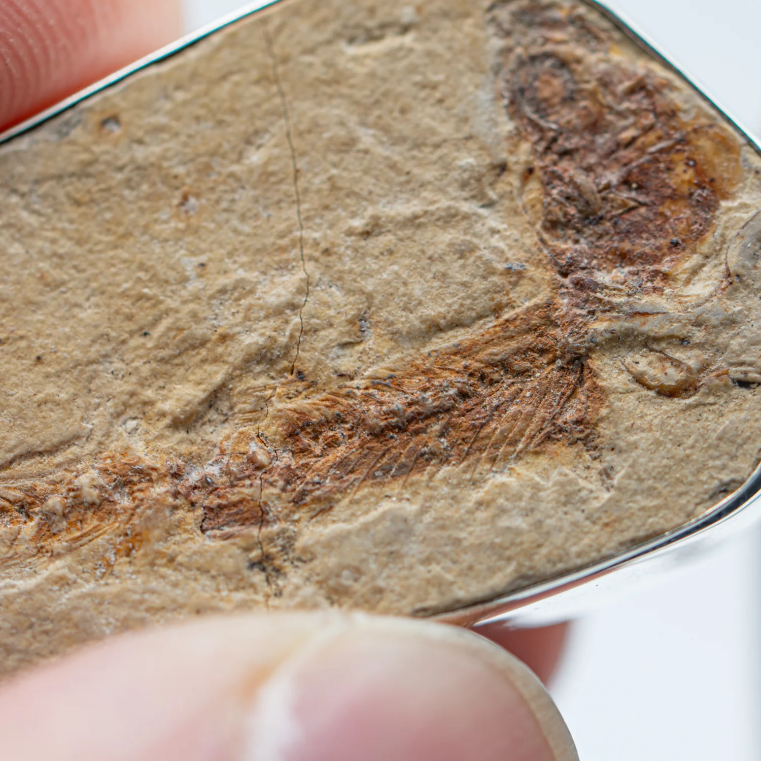 Fossil Fish Pendant - SOLD 1.61" - Image 5