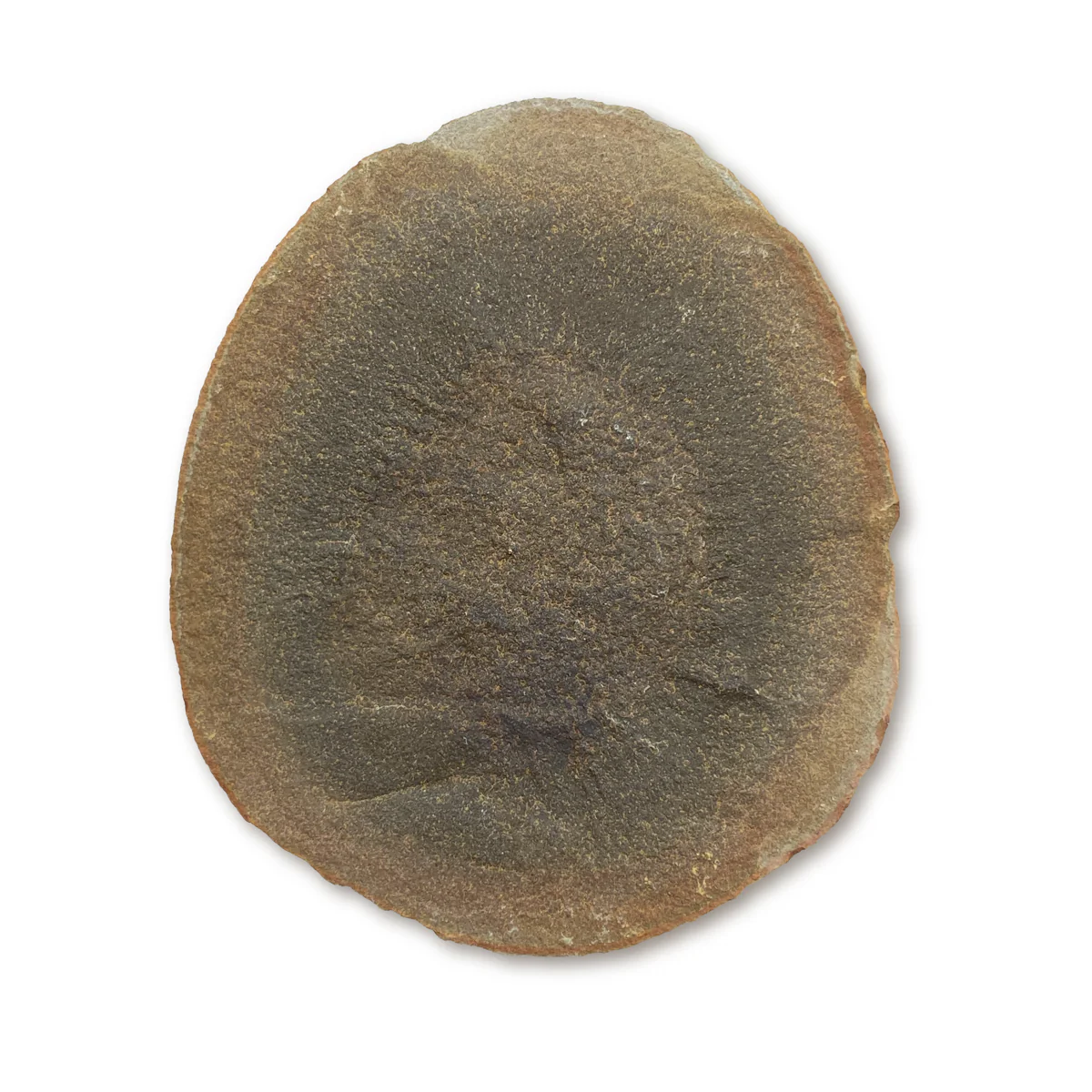 Fossil Jellyfish Classic Boxed Specimens - Image 2