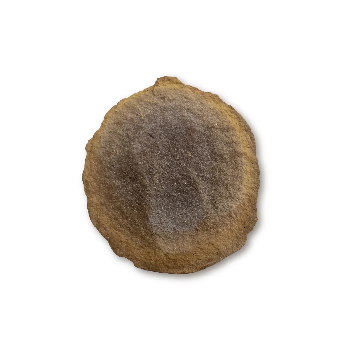 Fossil Jellyfish Classic Boxed Specimens - Image 3