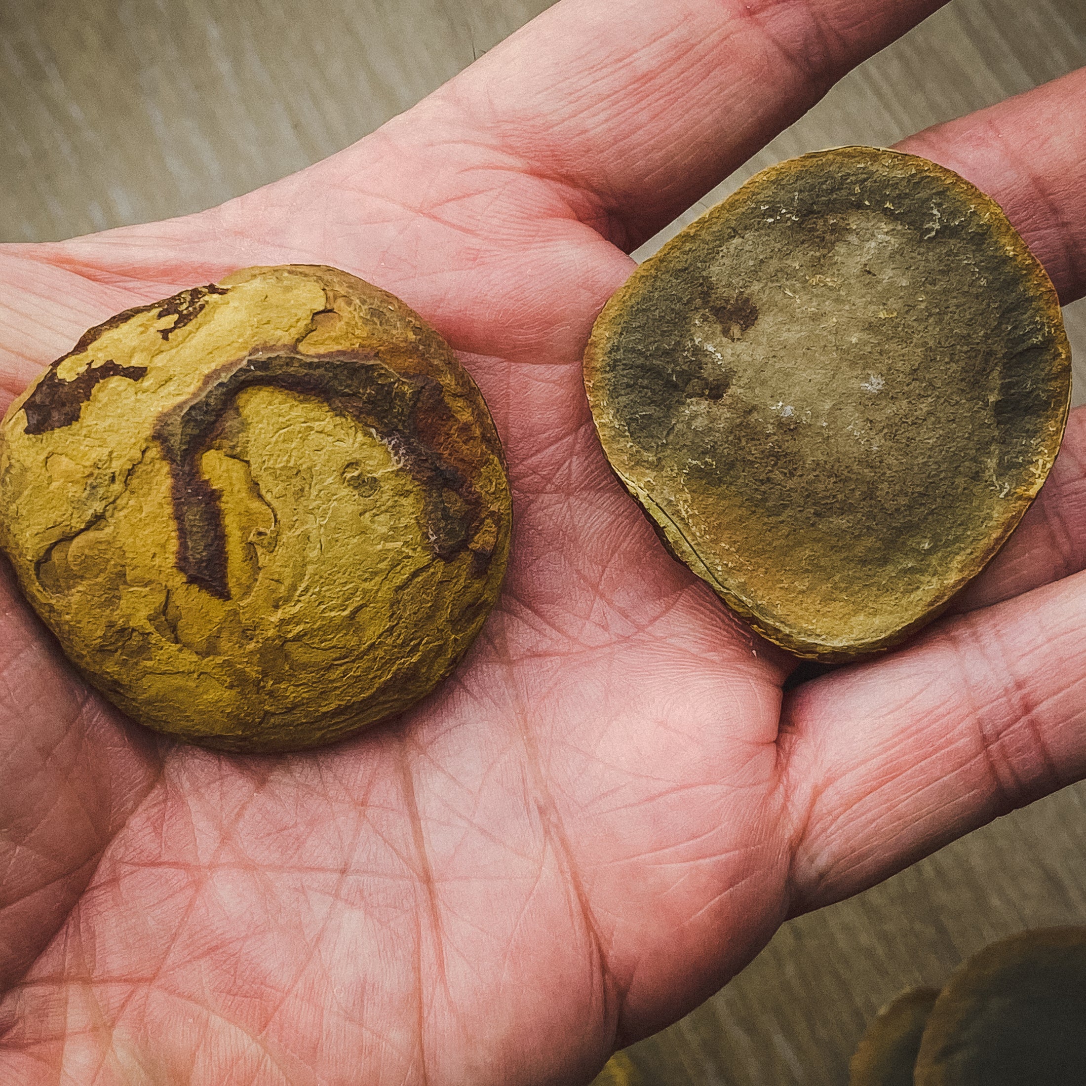 Fossil Jellyfish Classic Boxed Specimens - Image 4