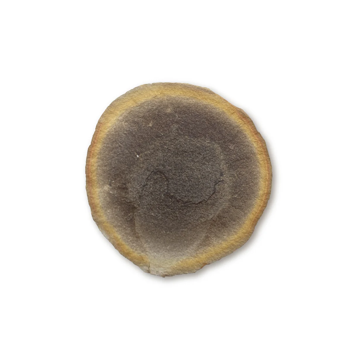 Fossil Jellyfish Classic Boxed Specimens - Image 7