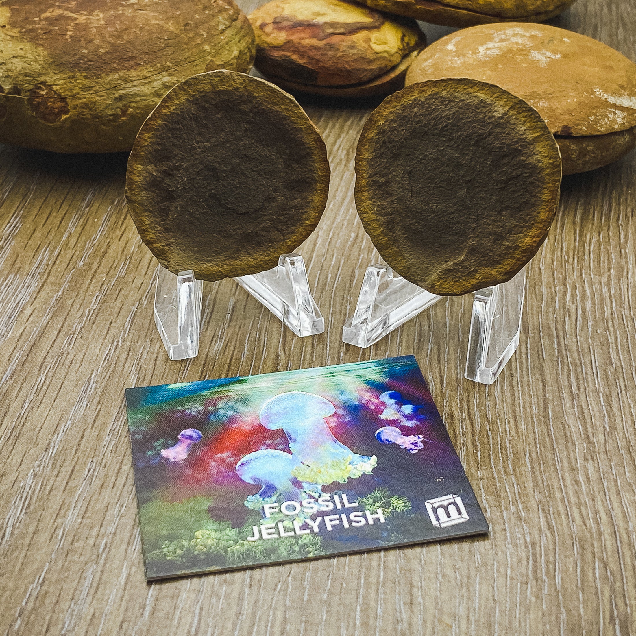 Fossil Jellyfish Classic Boxed Specimens - Image 8