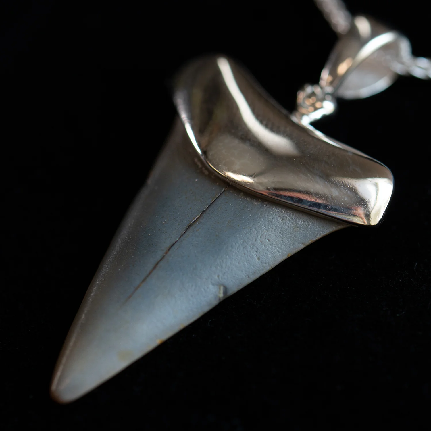 Fossil Shark Tooth Pendant - Image 2