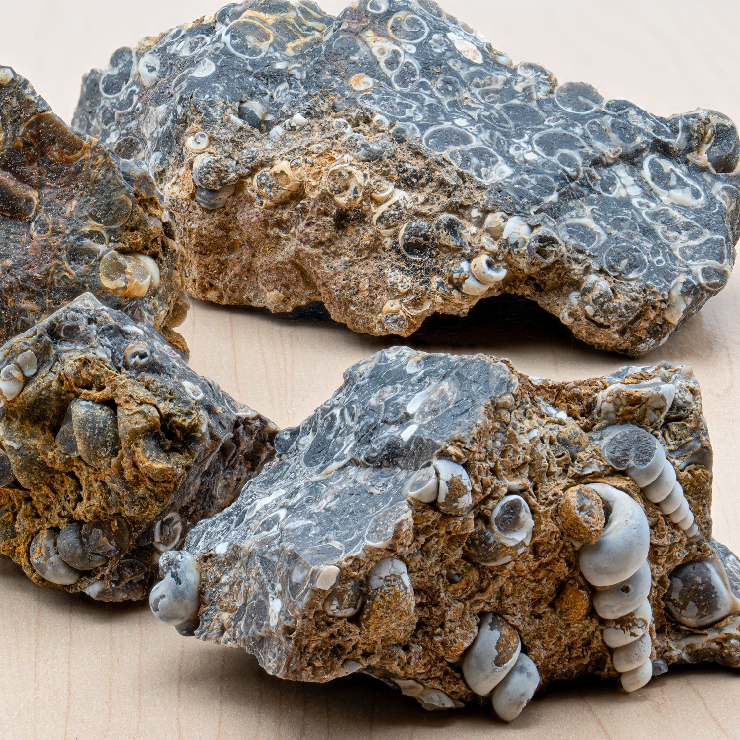 Fossil Snail Clusters