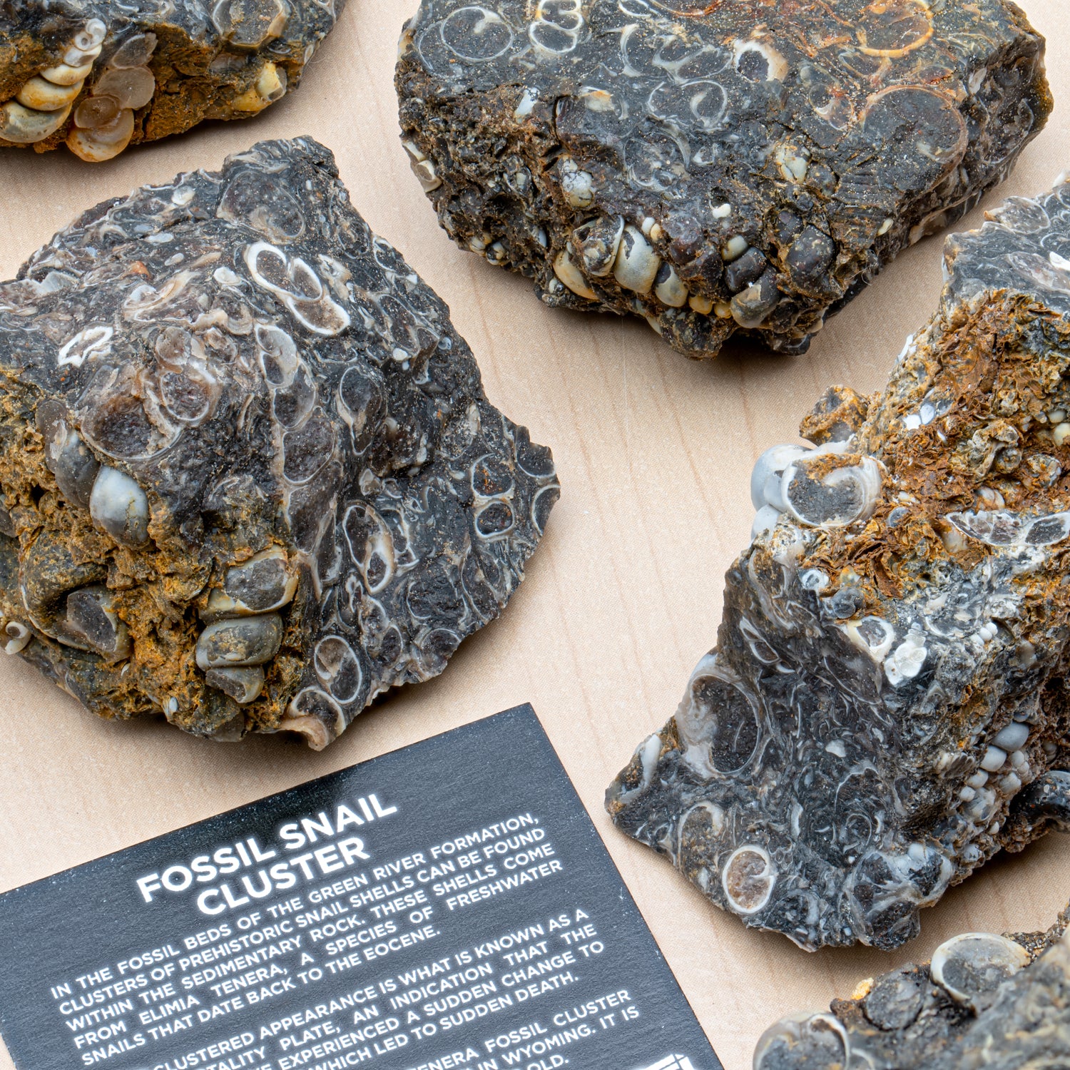 Fossil Snail Clusters - Image 2