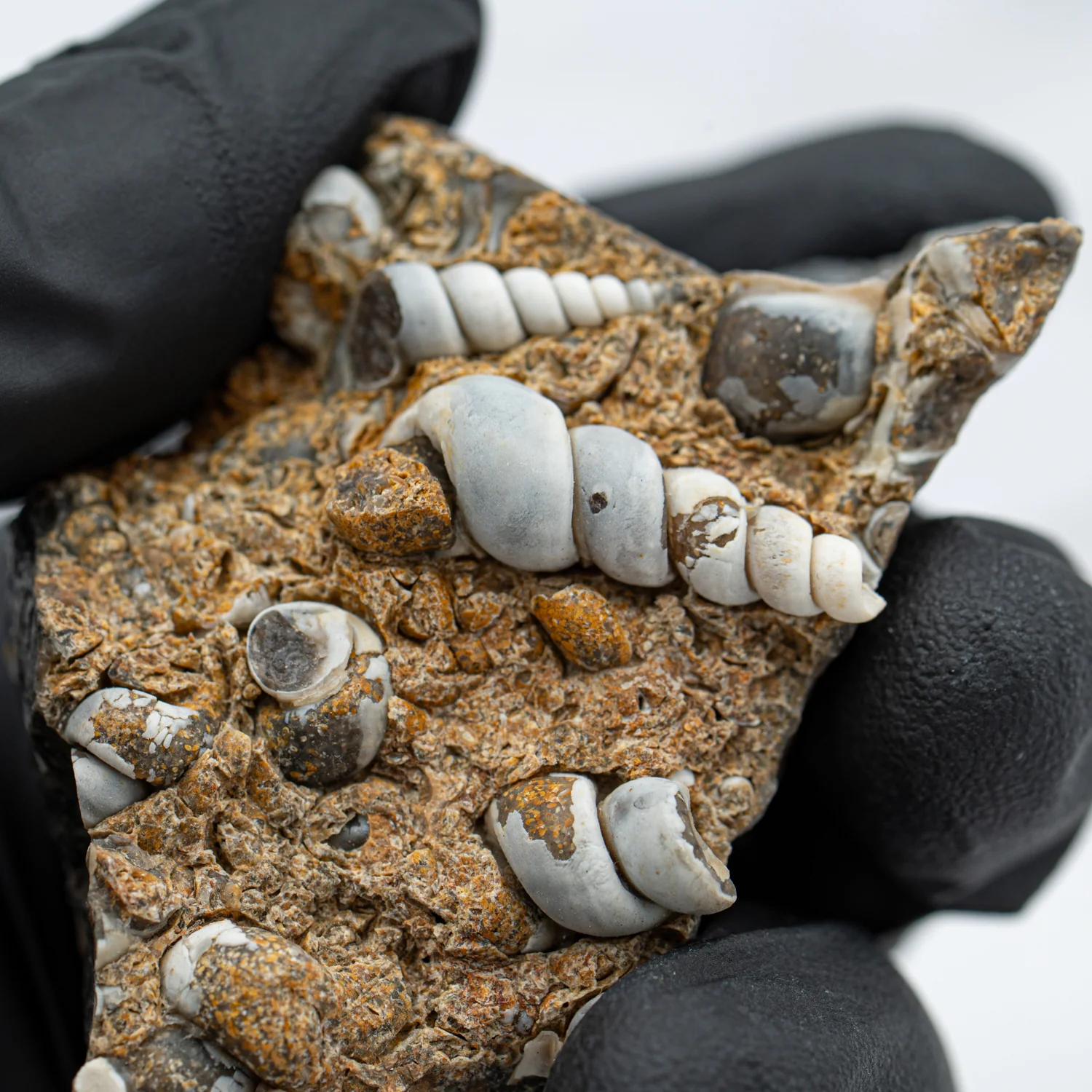 Fossil Snail Clusters - Image 3
