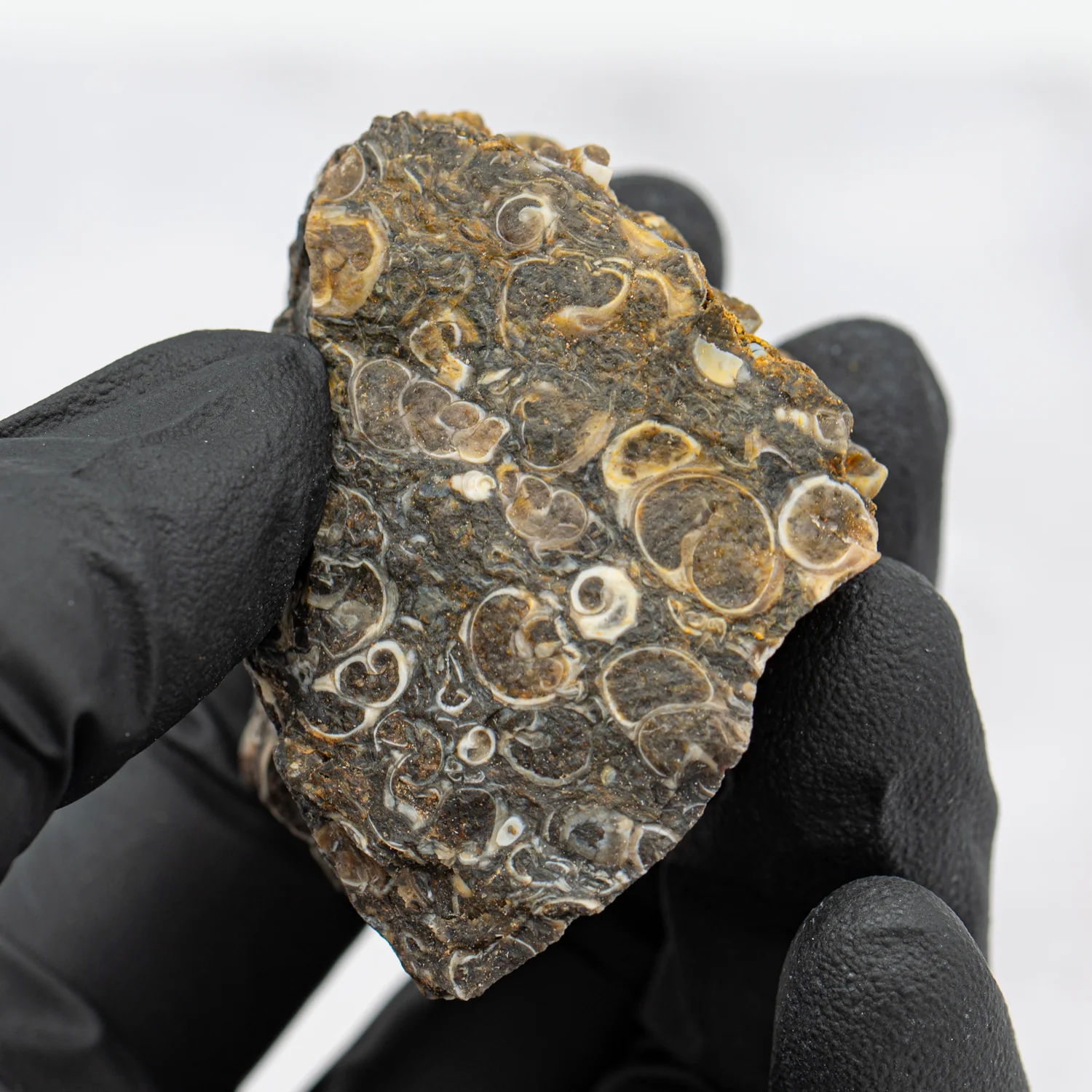Fossil Snail Clusters - Image 4