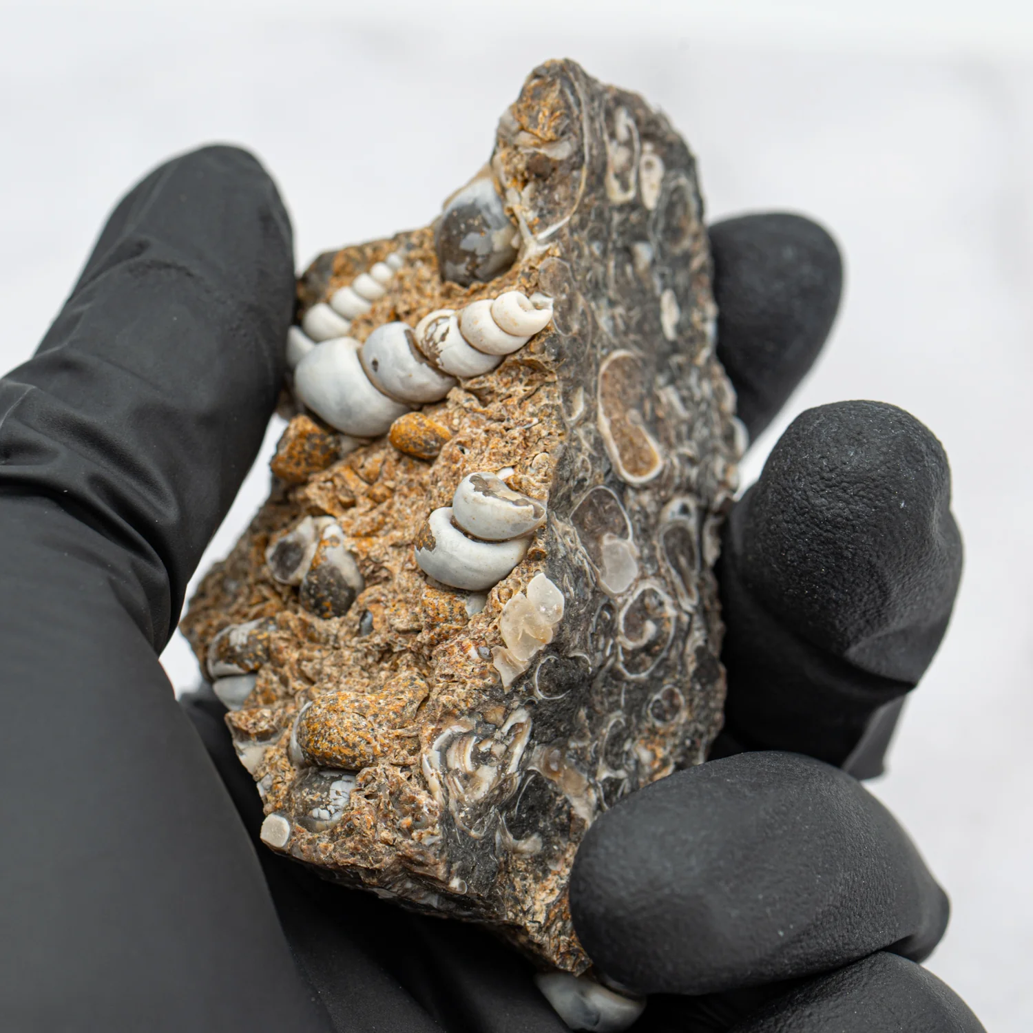 Fossil Snail Clusters - Image 5