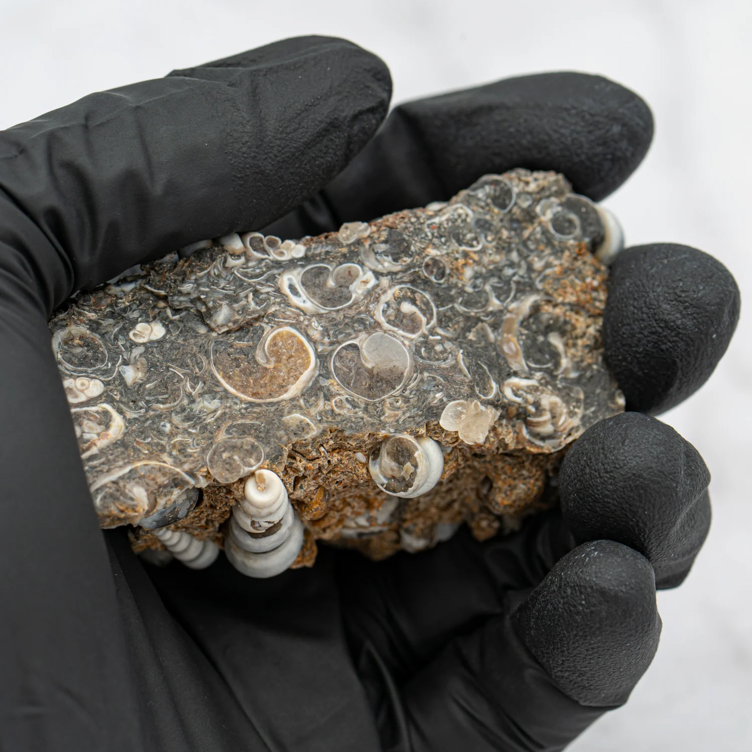 Fossil Snail Clusters - Image 6