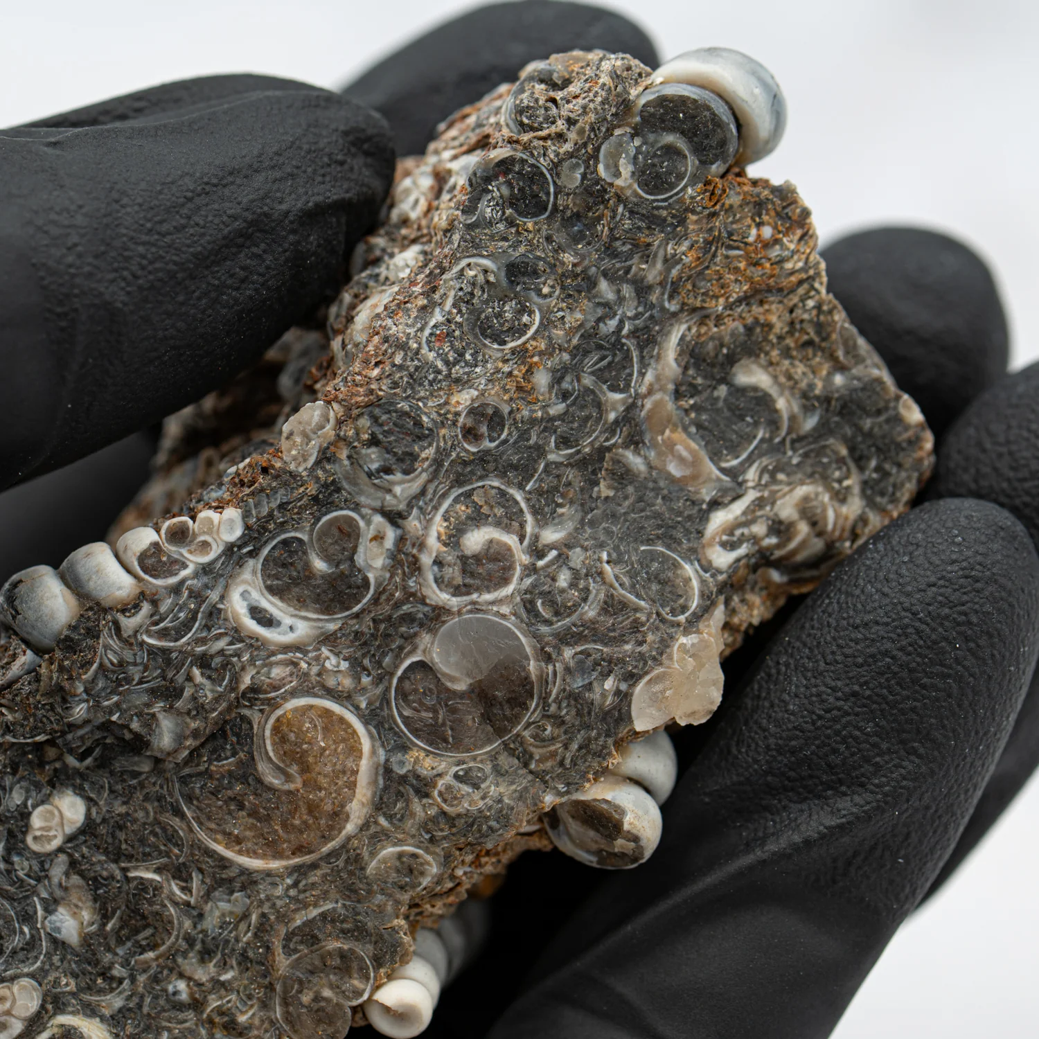 Fossil Snail Clusters - Image 7