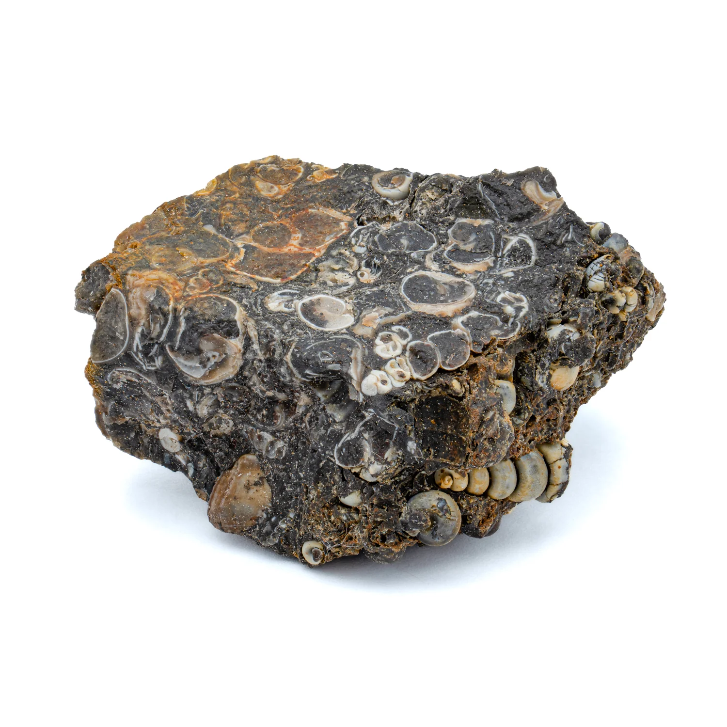 Fossil Snail Clusters - Image 8