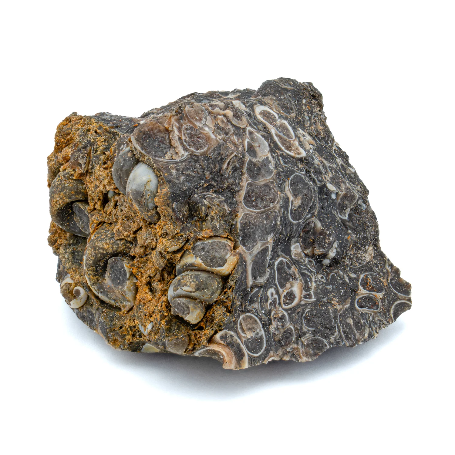 Fossil Snail Clusters - Image 9