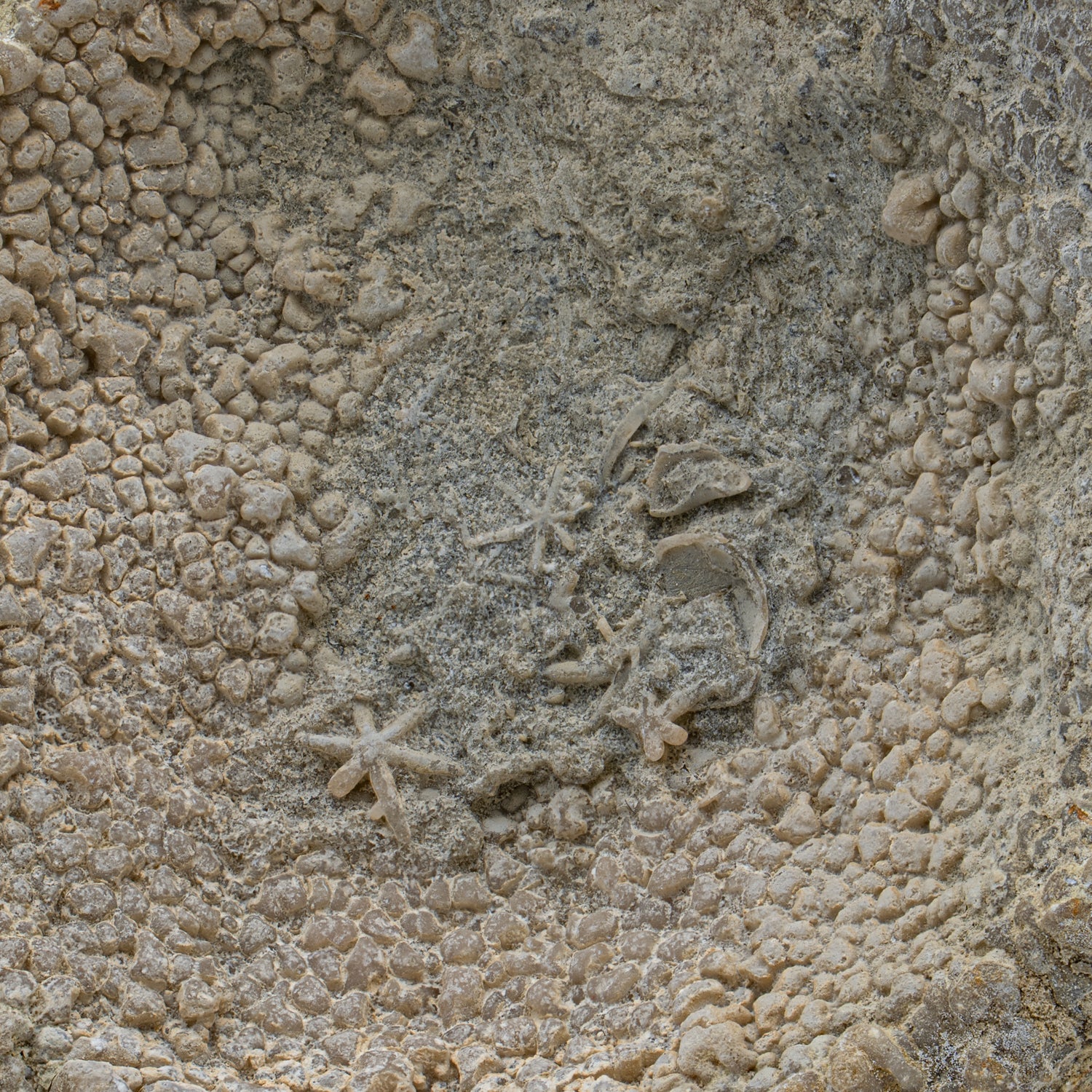 Fossil Sponge - Astraeospongia meniscus - 419,000,000 Years Old - Image 10