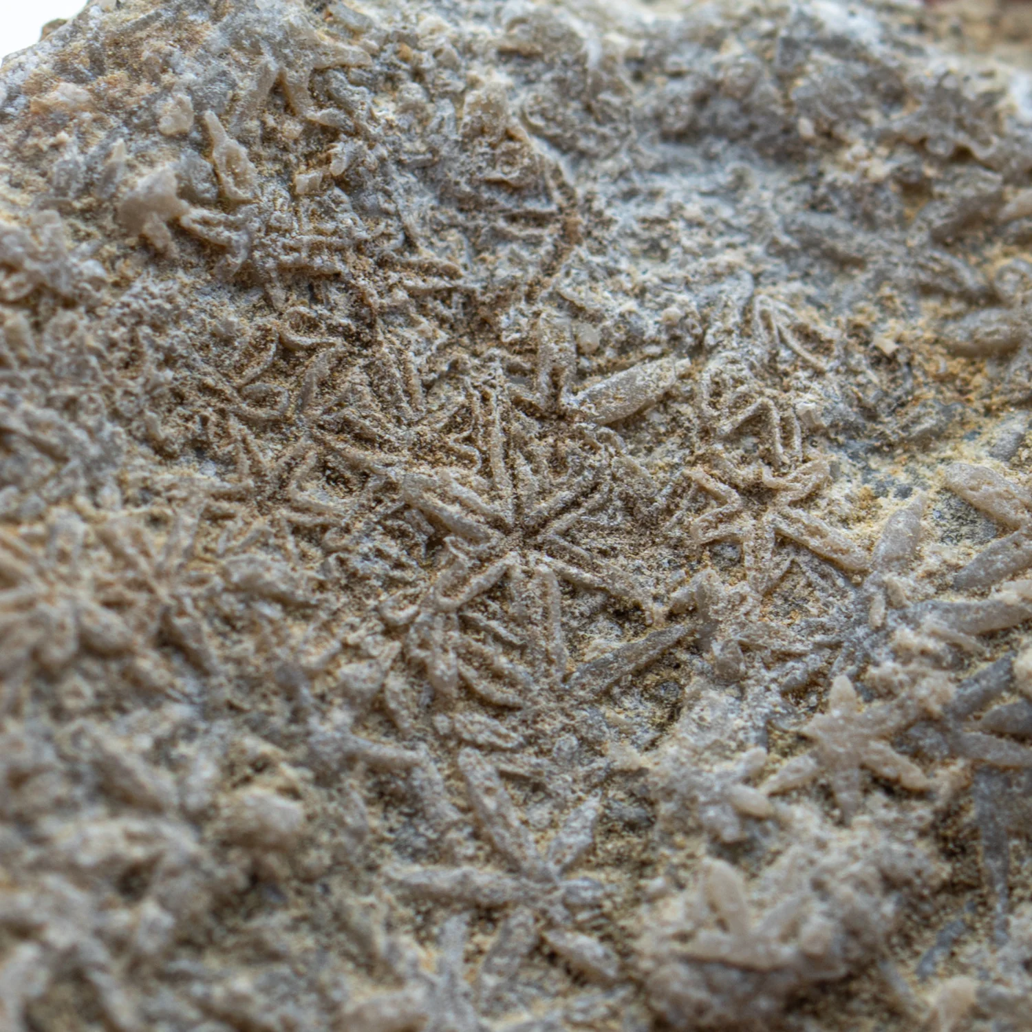 Fossil Sponge - Astraeospongia meniscus - 419,000,000 Years Old - Image 2