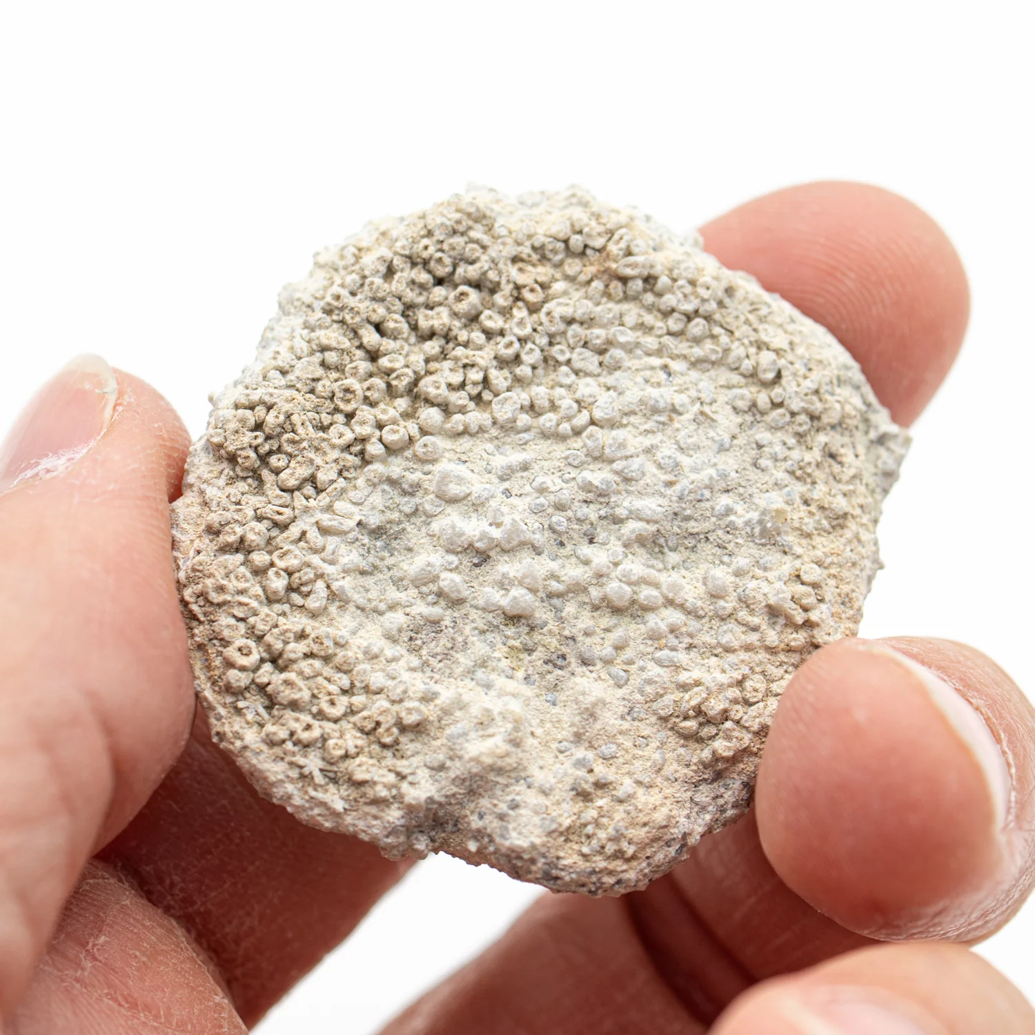 Fossil Sponge - Astraeospongia meniscus - 419,000,000 Years Old - Image 3