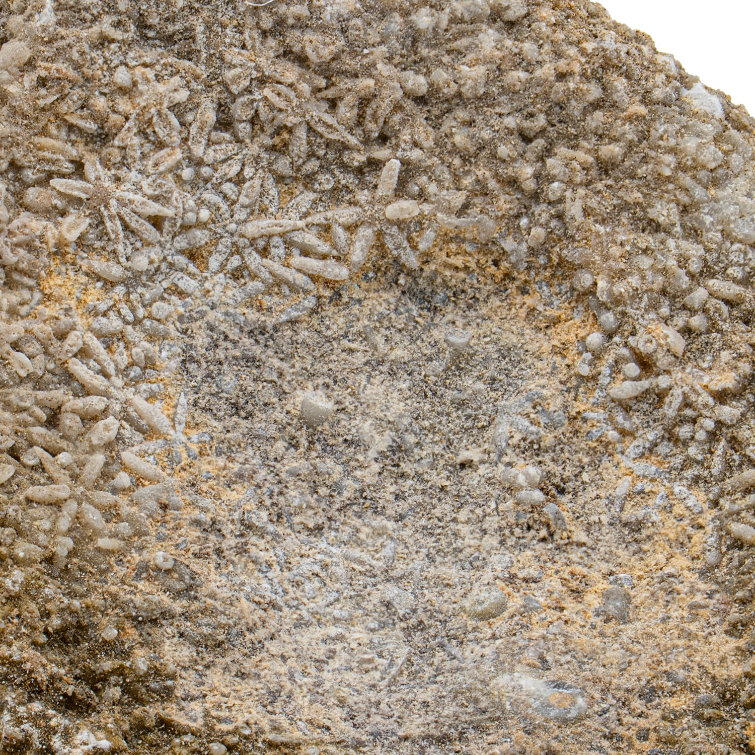 Fossil Sponge - Astraeospongia meniscus - 419,000,000 Years Old - Image 4