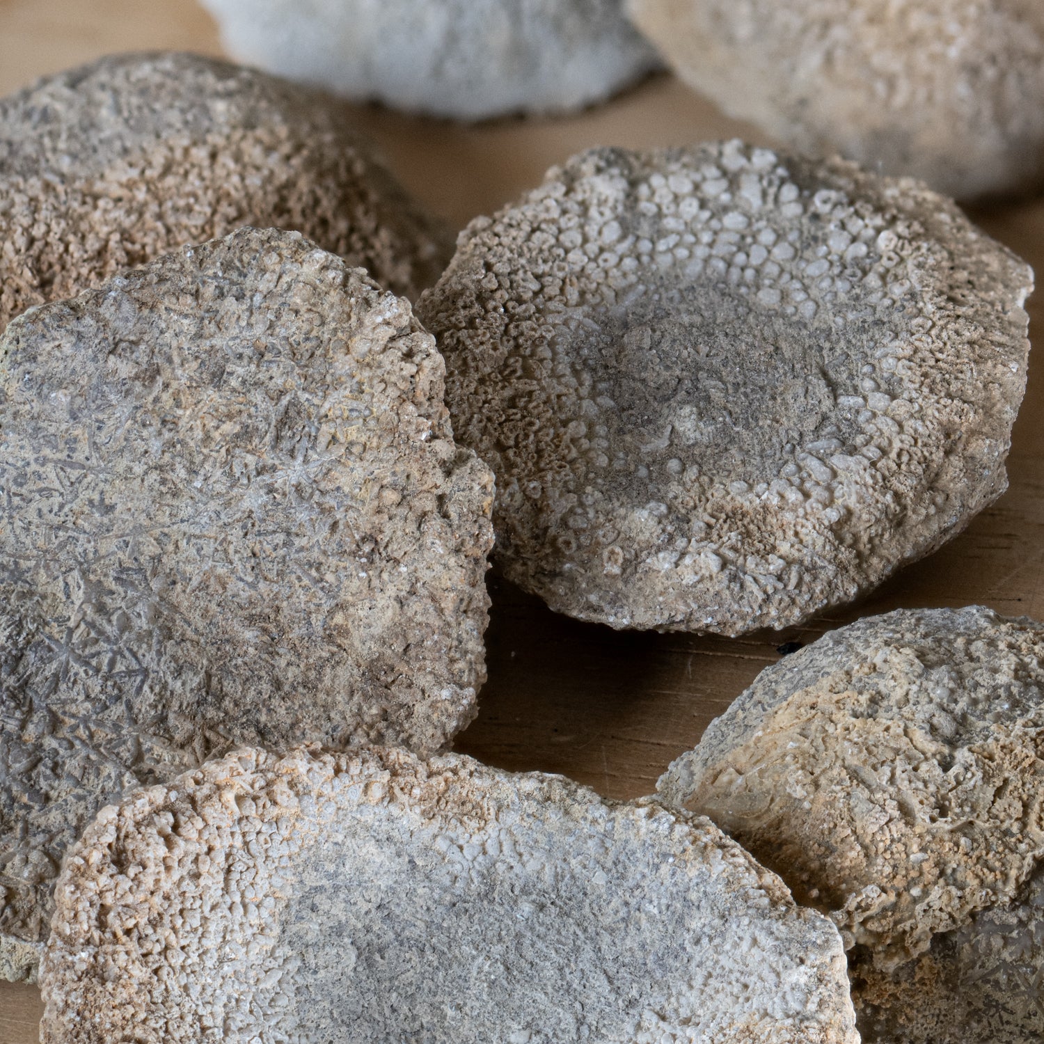 Fossil Sponge - Astraeospongia meniscus - 419,000,000 Years Old - Image 5