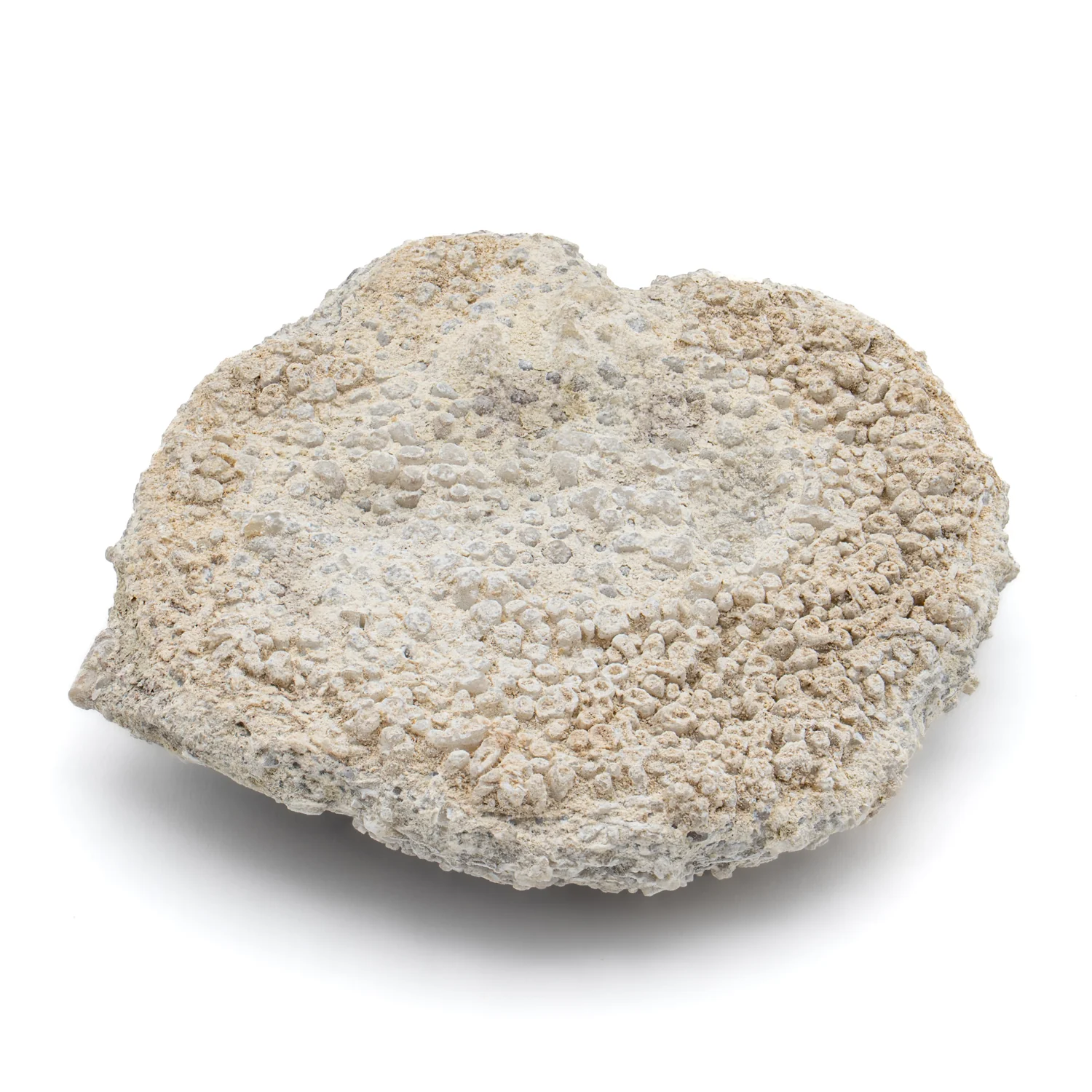 Fossil Sponge - Astraeospongia meniscus - 419,000,000 Years Old - Image 6