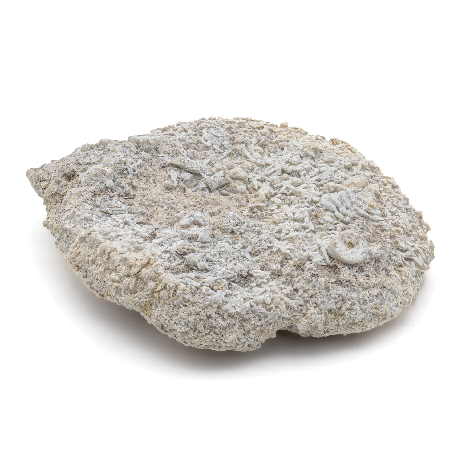 Fossil Sponge - Astraeospongia meniscus - 419,000,000 Years Old - Image 7