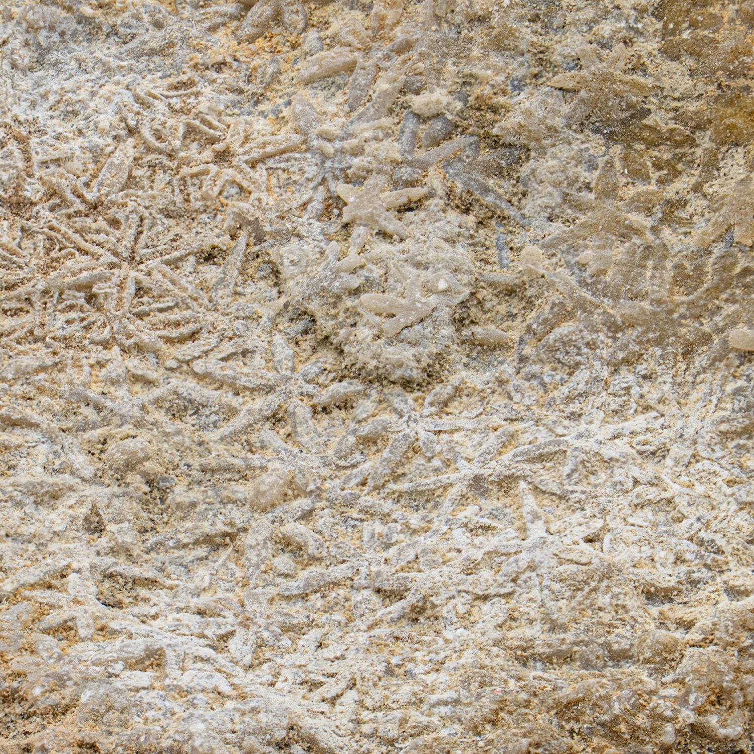 Fossil Sponge - Astraeospongia meniscus - 419,000,000 Years Old - Image 8