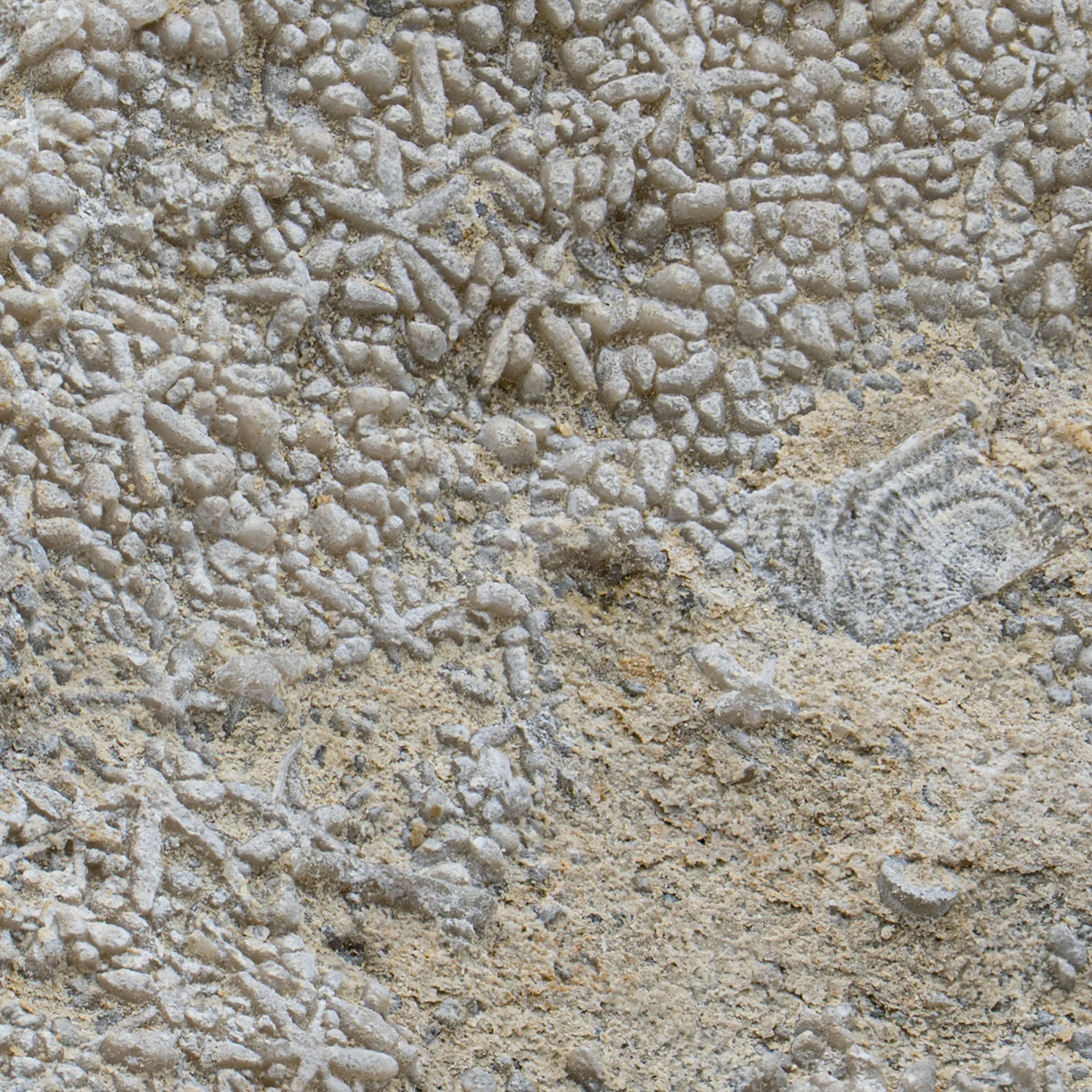 Fossil Sponge - Astraeospongia meniscus - 419,000,000 Years Old - Image 9