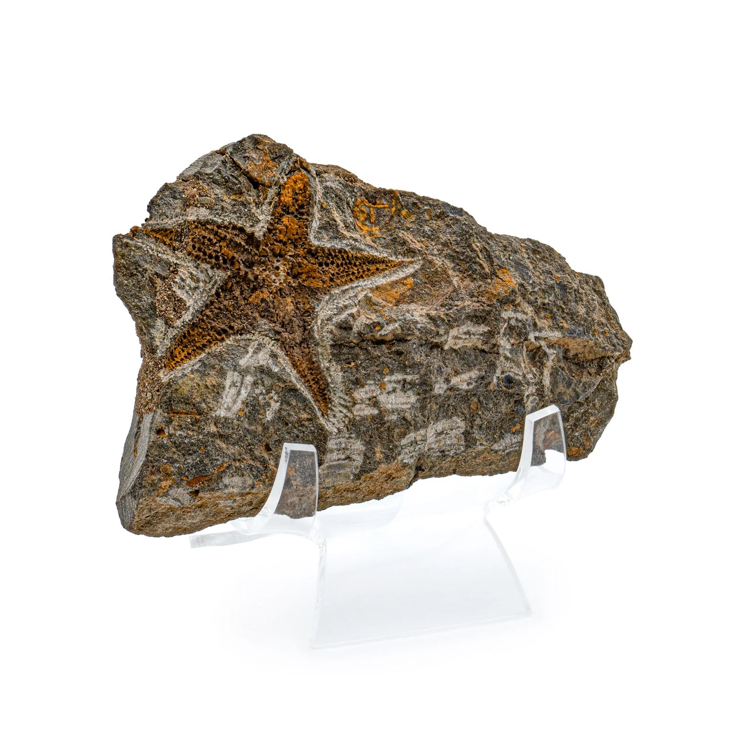 Fossil Starfish