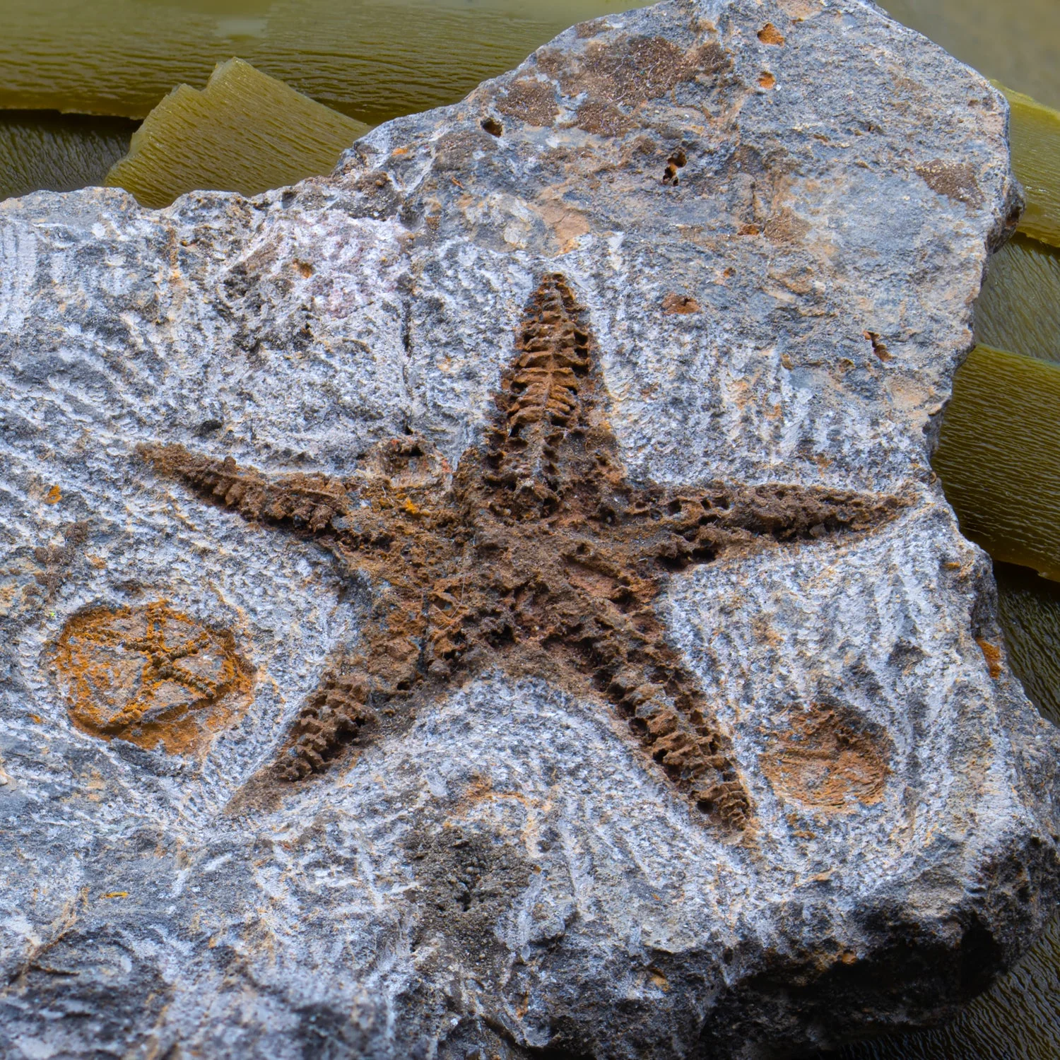 Fossil Starfish - Image 2
