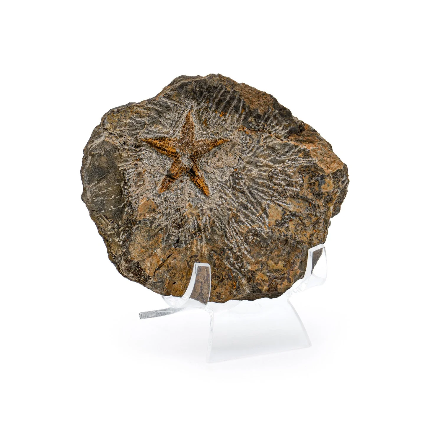 Fossil Starfish - Image 3