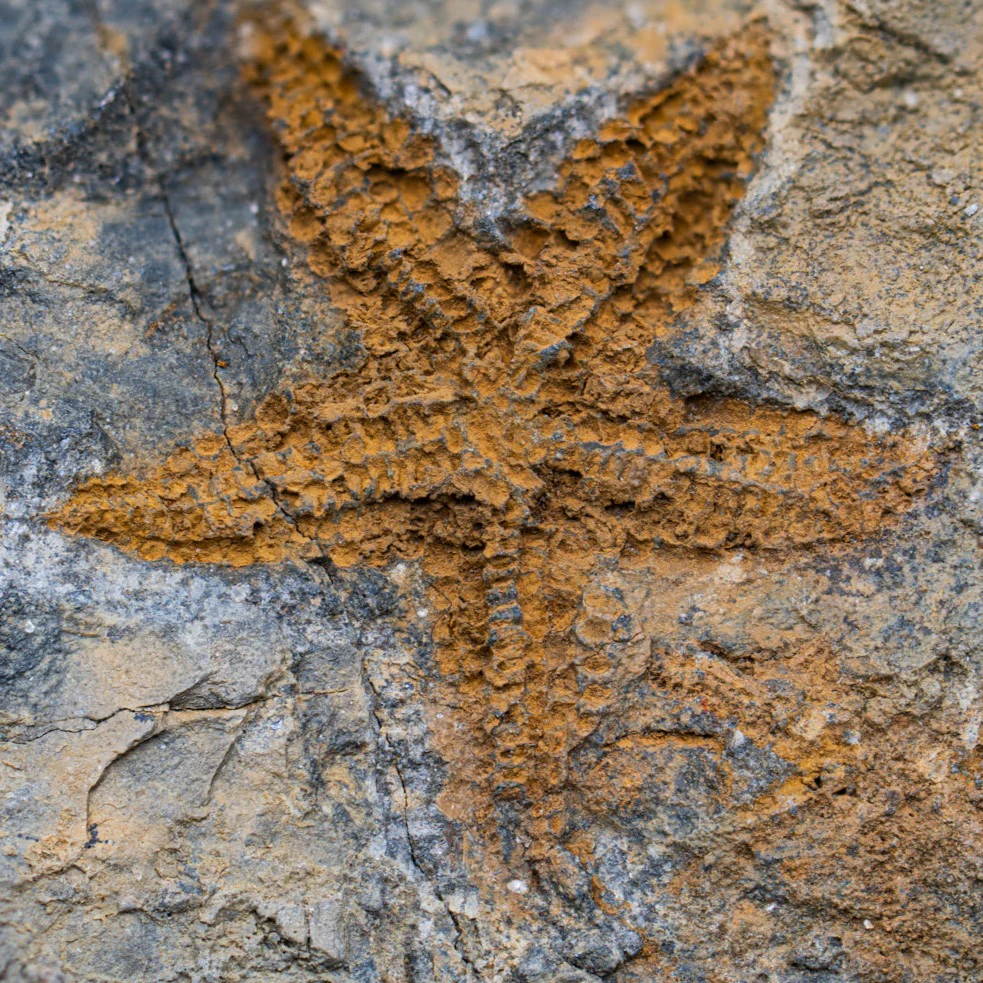 Fossil Starfish - Image 4