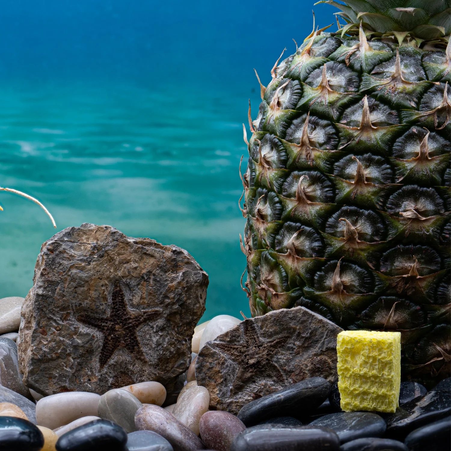 Fossil Starfish - Image 5