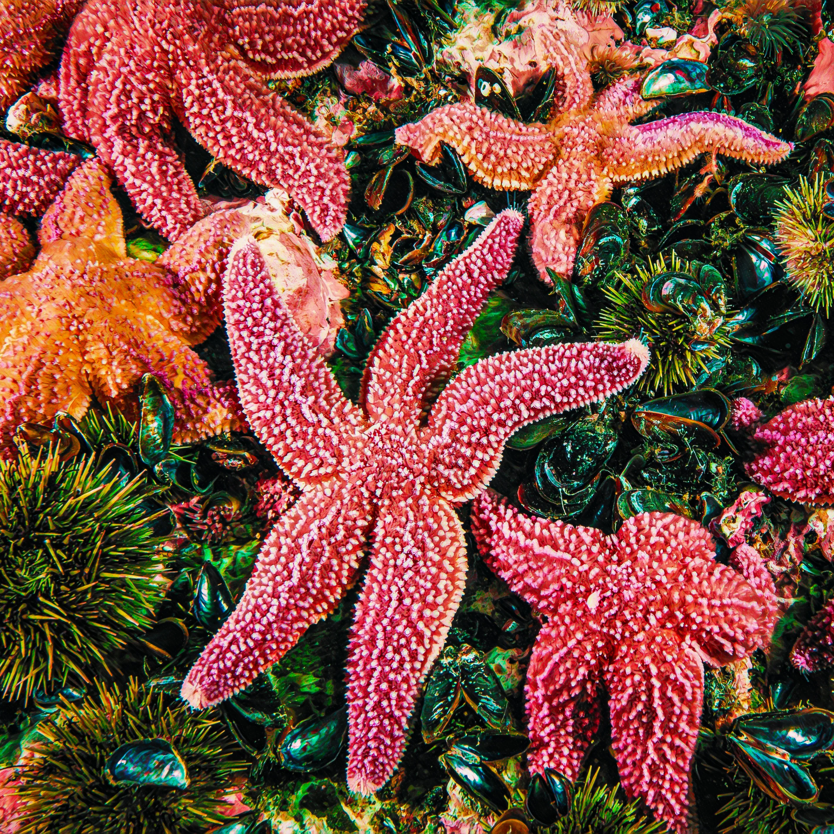Fossil Starfish - Image 6
