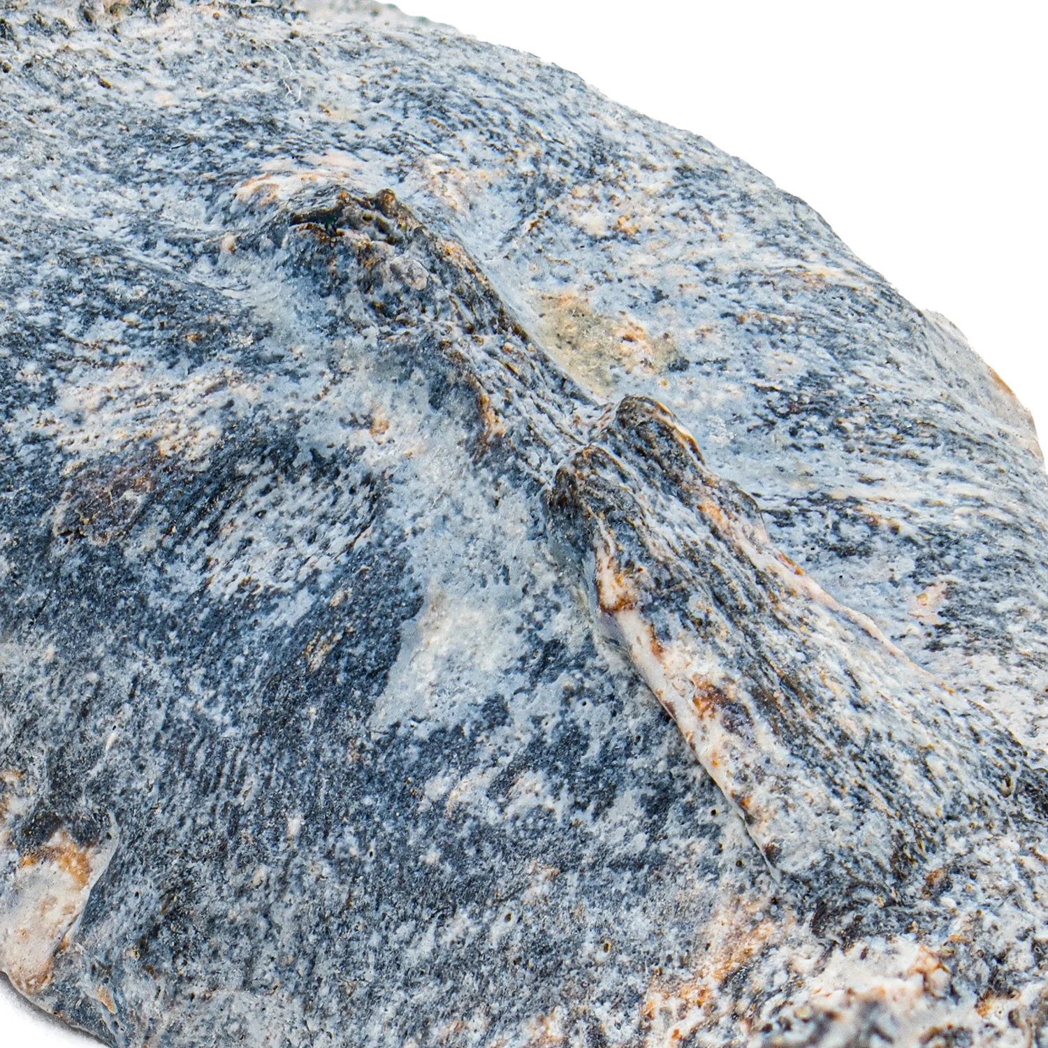 Fossil Stingray Denticle - Image 2