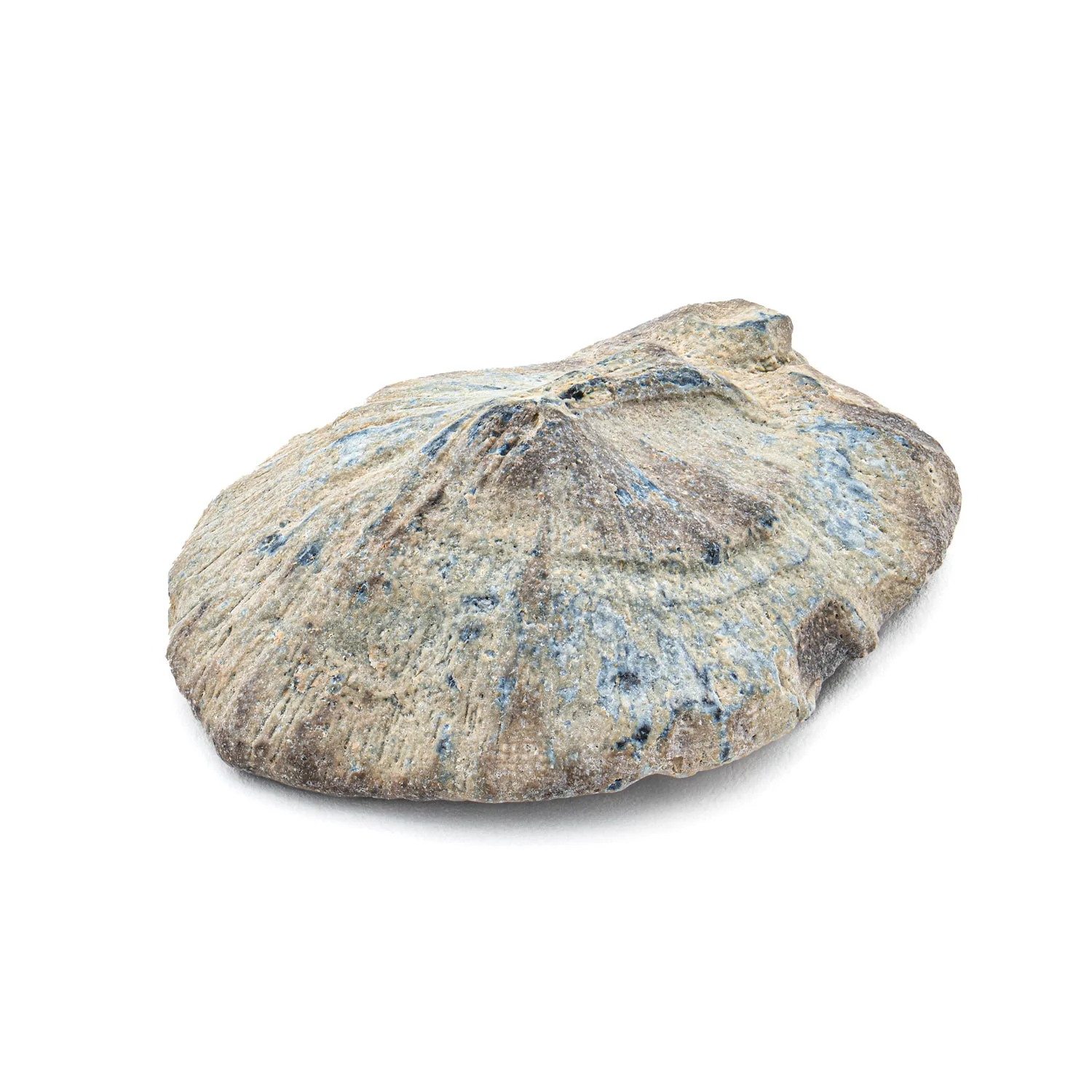 Fossil Stingray Denticle - Image 3