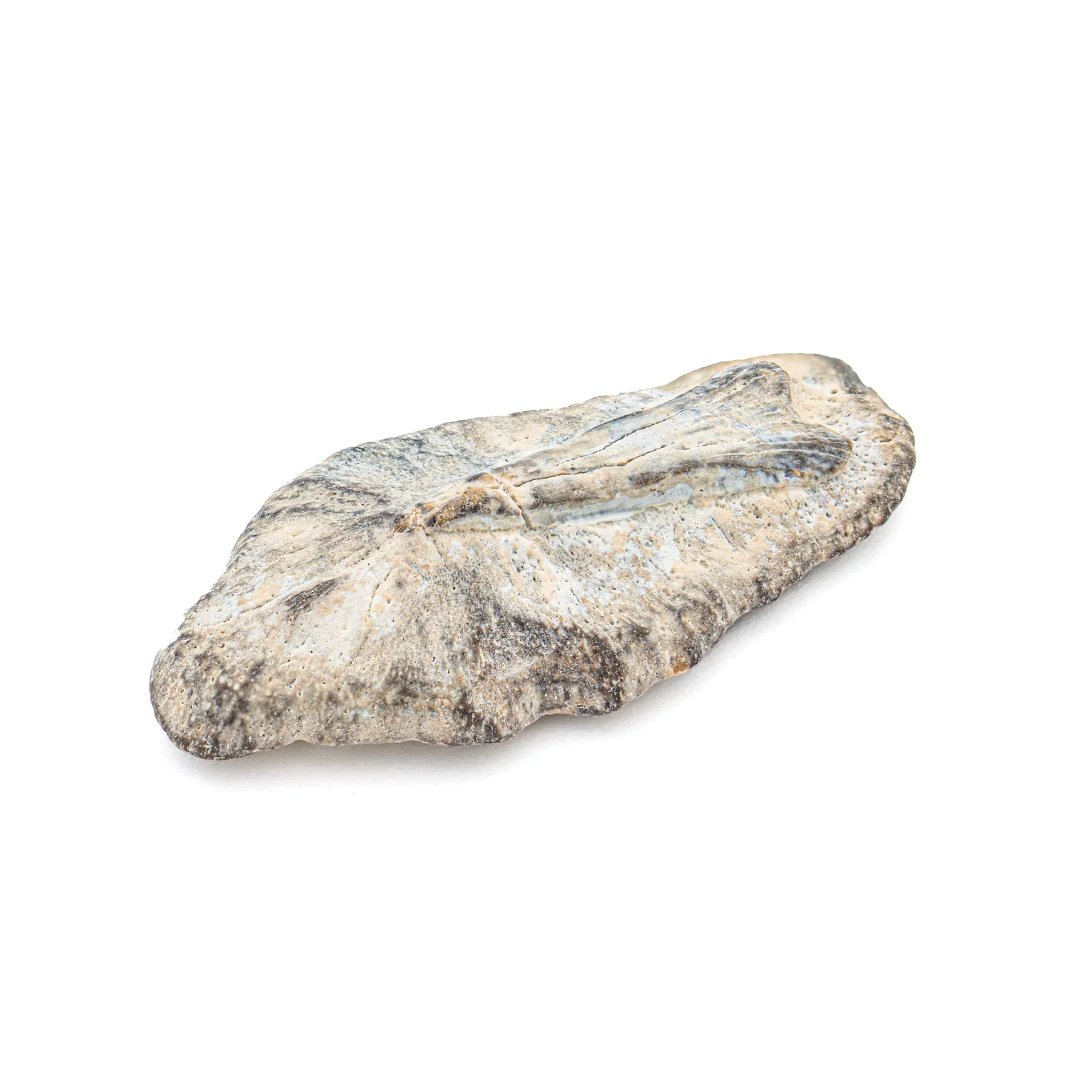 Fossil Stingray Denticle - Image 4