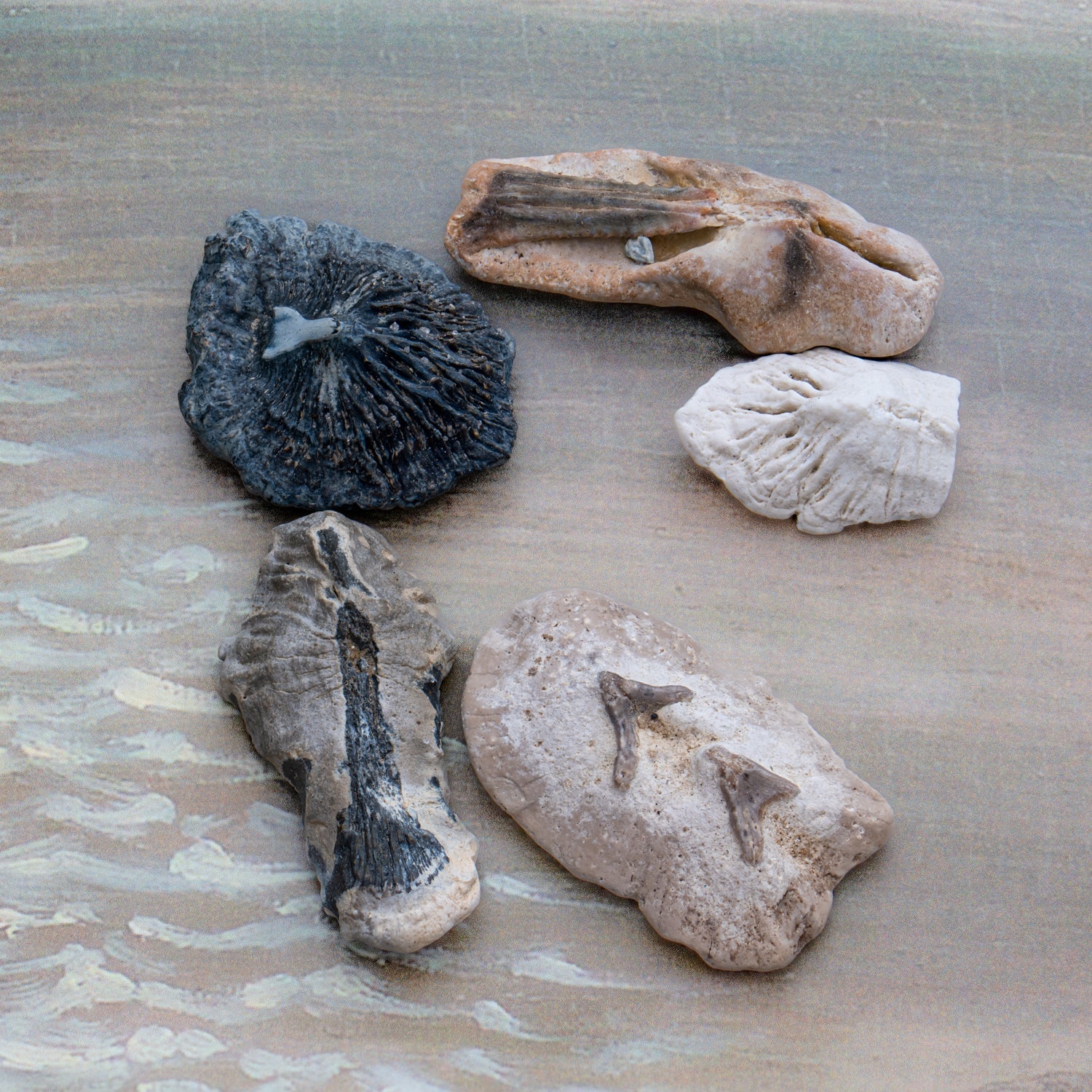 Fossil Stingray Denticle - Image 5