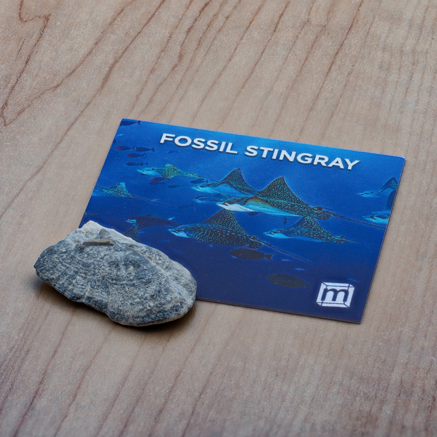 Fossil Stingray Denticle - Image 6