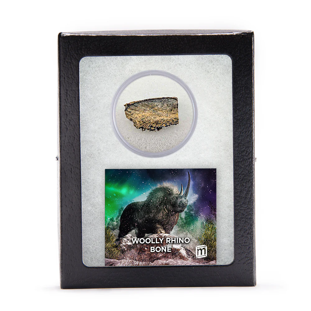 Fossils Mega Bundle - Image 6