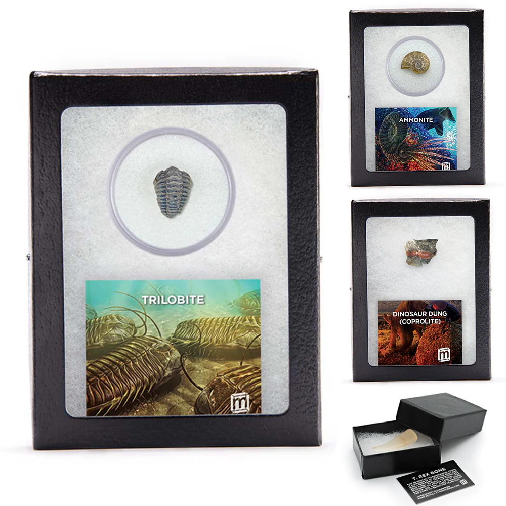 Future Paleontologist Fossil Bundle