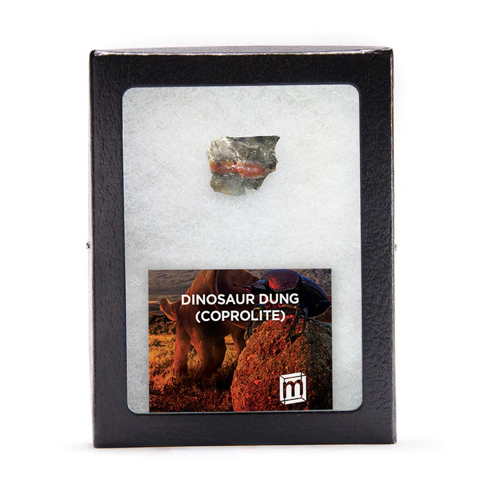Future Paleontologist Fossil Bundle - Image 3