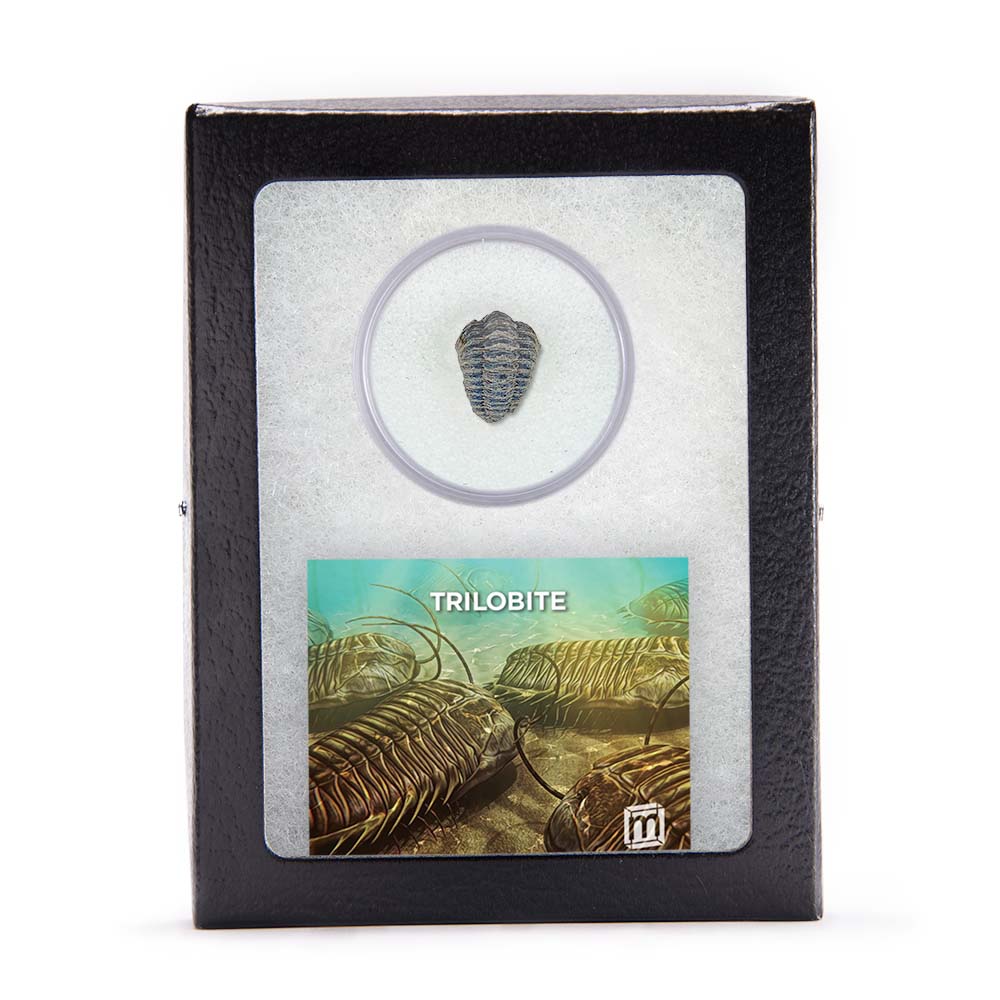 Future Paleontologist Fossil Bundle - Image 5