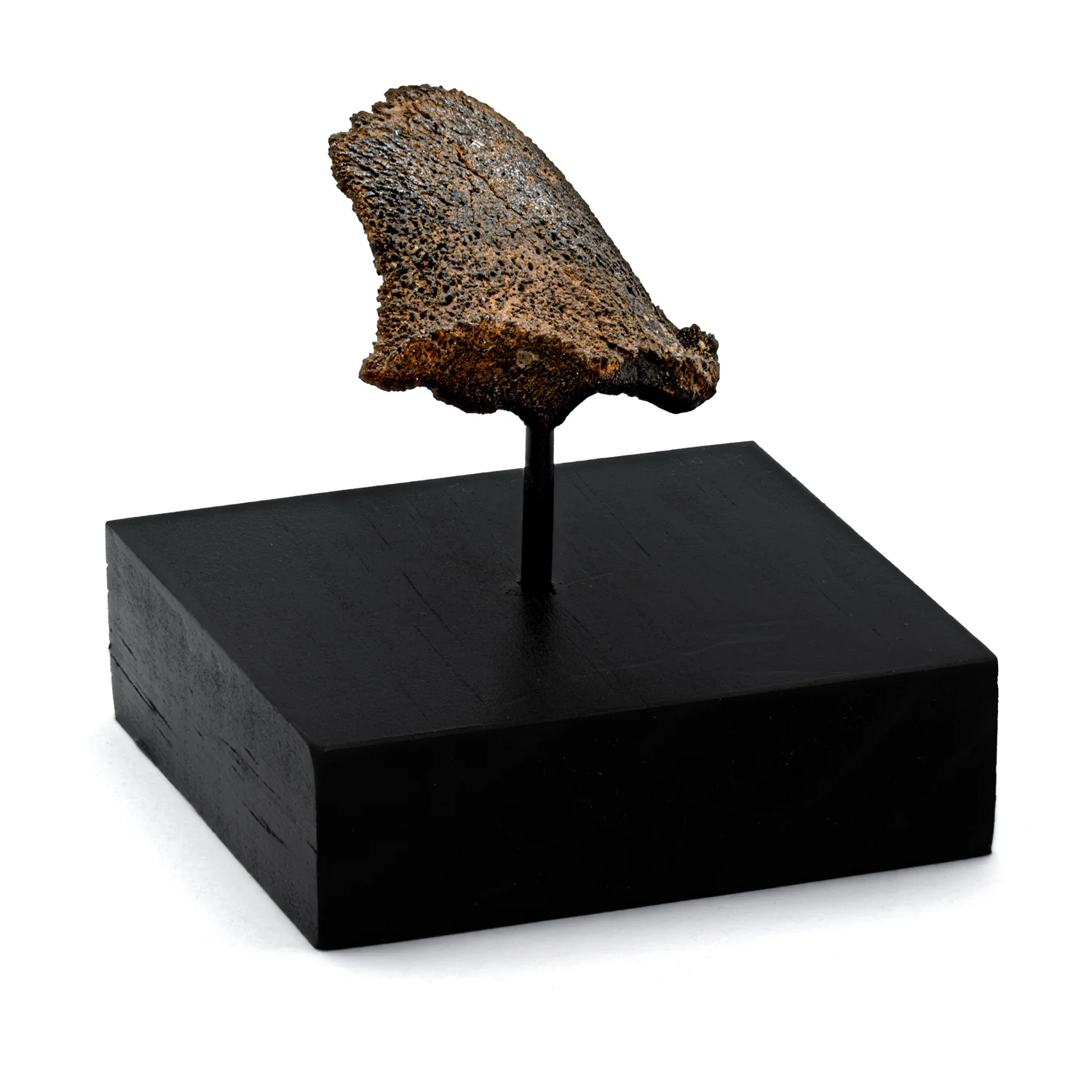 Glyptodon Claw - SOLD 1.60" with Stand