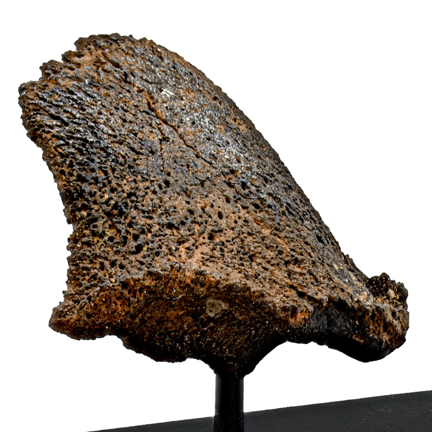 Glyptodon Claw - SOLD 1.60" with Stand - Image 2