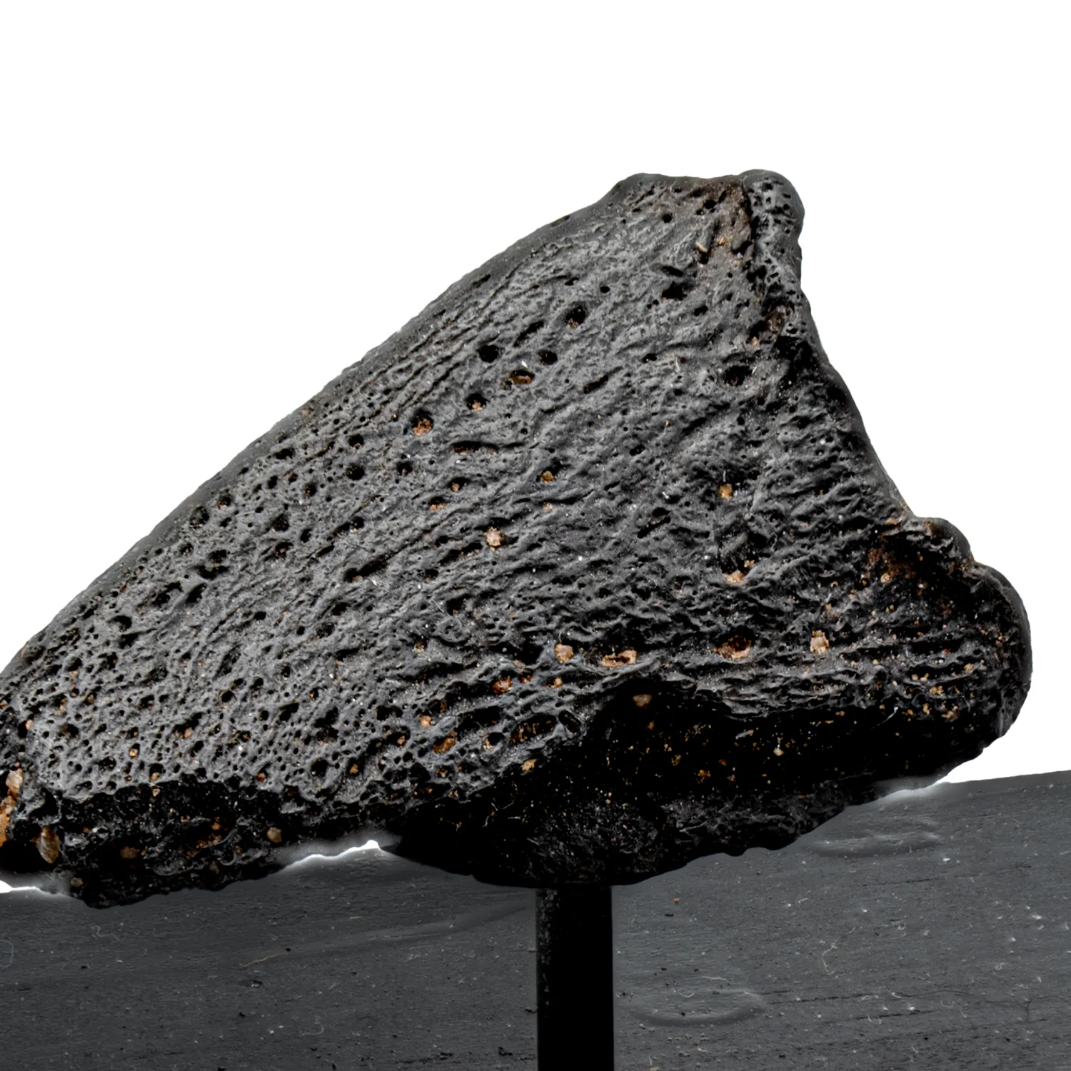 Glyptodon Claw - SOLD 1.71" with Stand - Image 2
