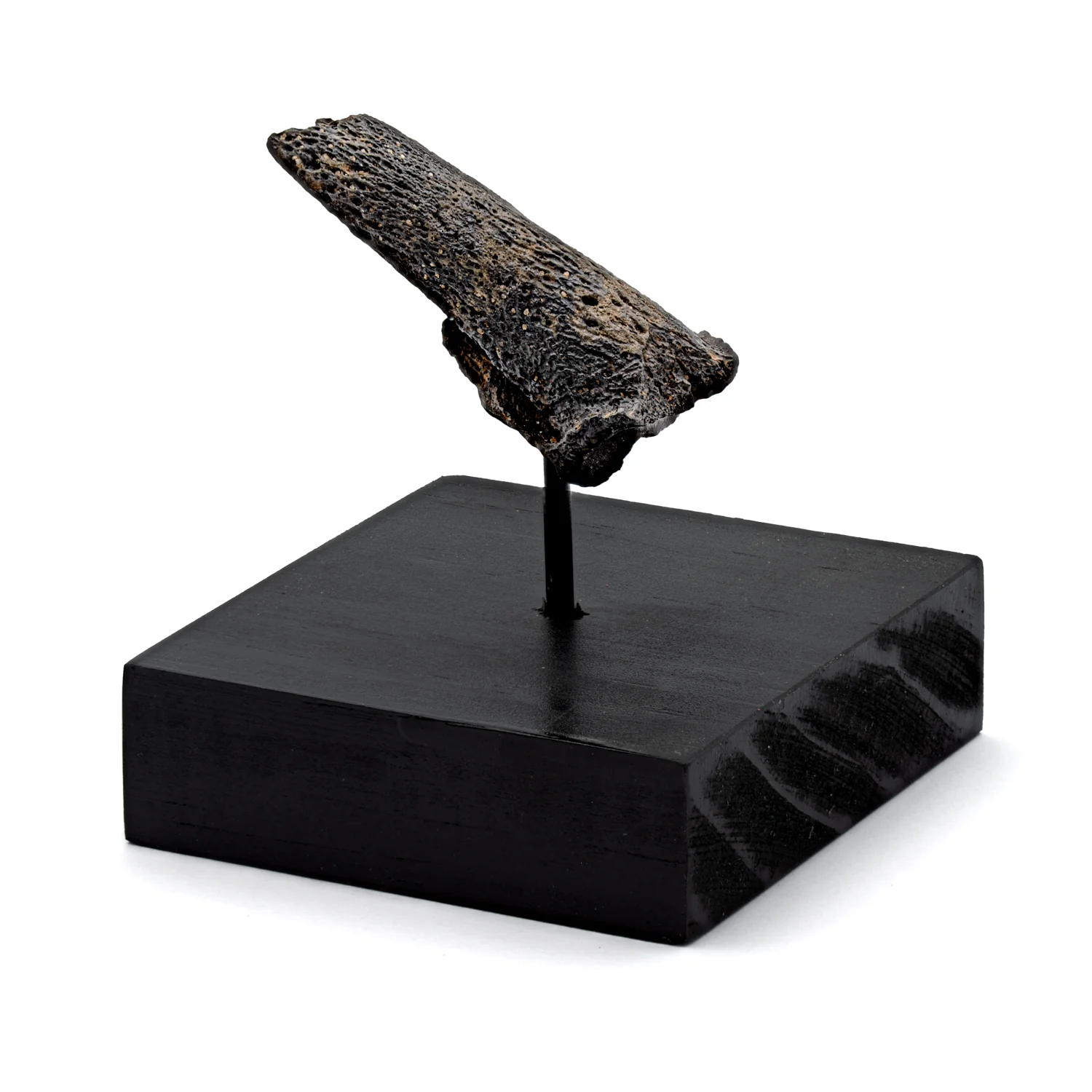 Glyptodon Claw - SOLD 2.02" with Stand