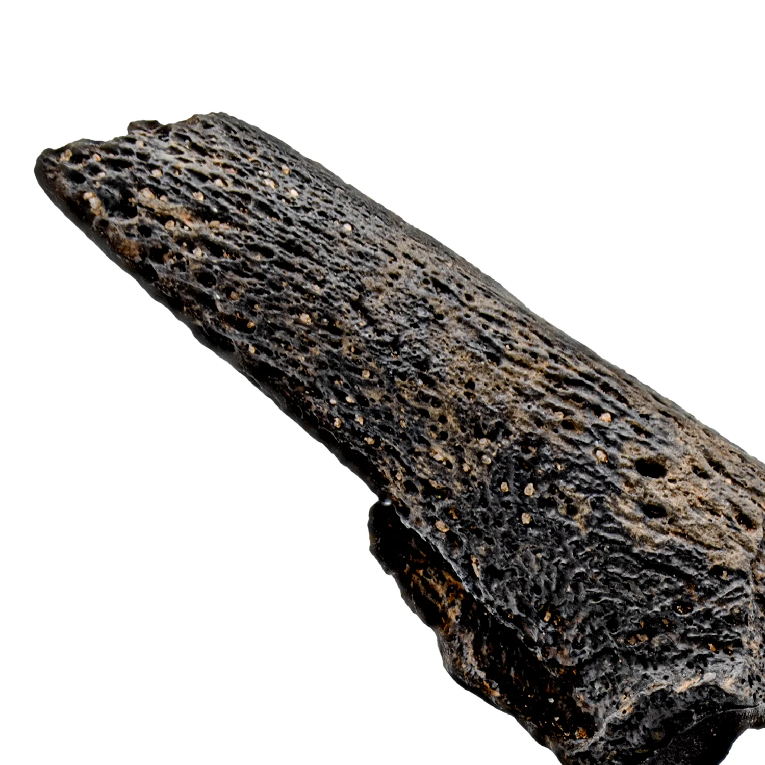 Glyptodon Claw - SOLD 2.02" with Stand - Image 2