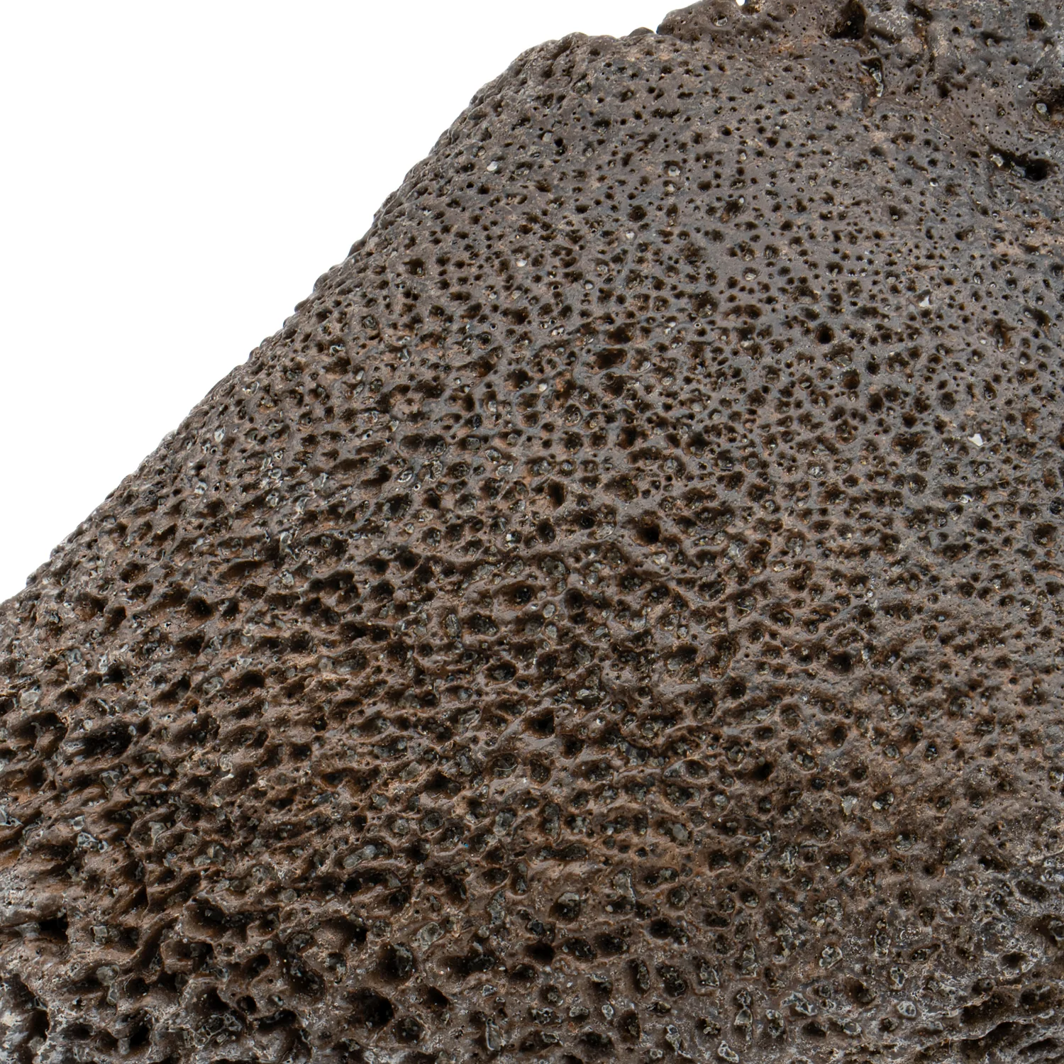 Glyptodon Spiked Scute - SOLD 3.08" - Image 2